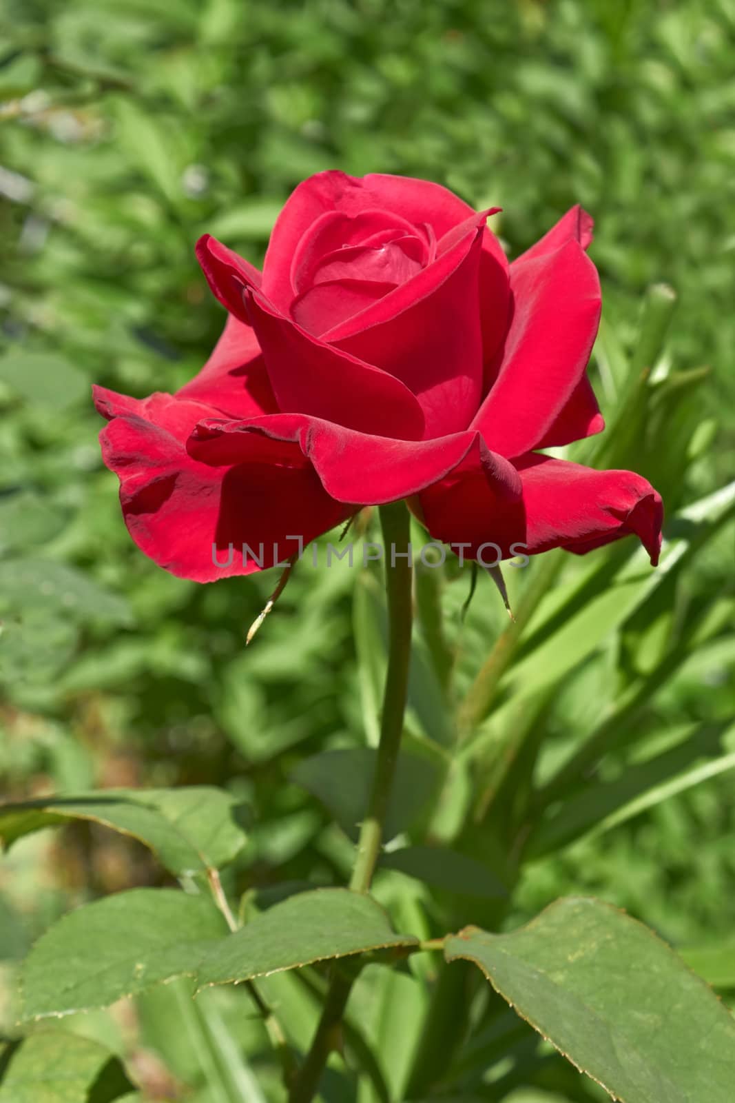 Flowering dark red rose in flowerbed close-up