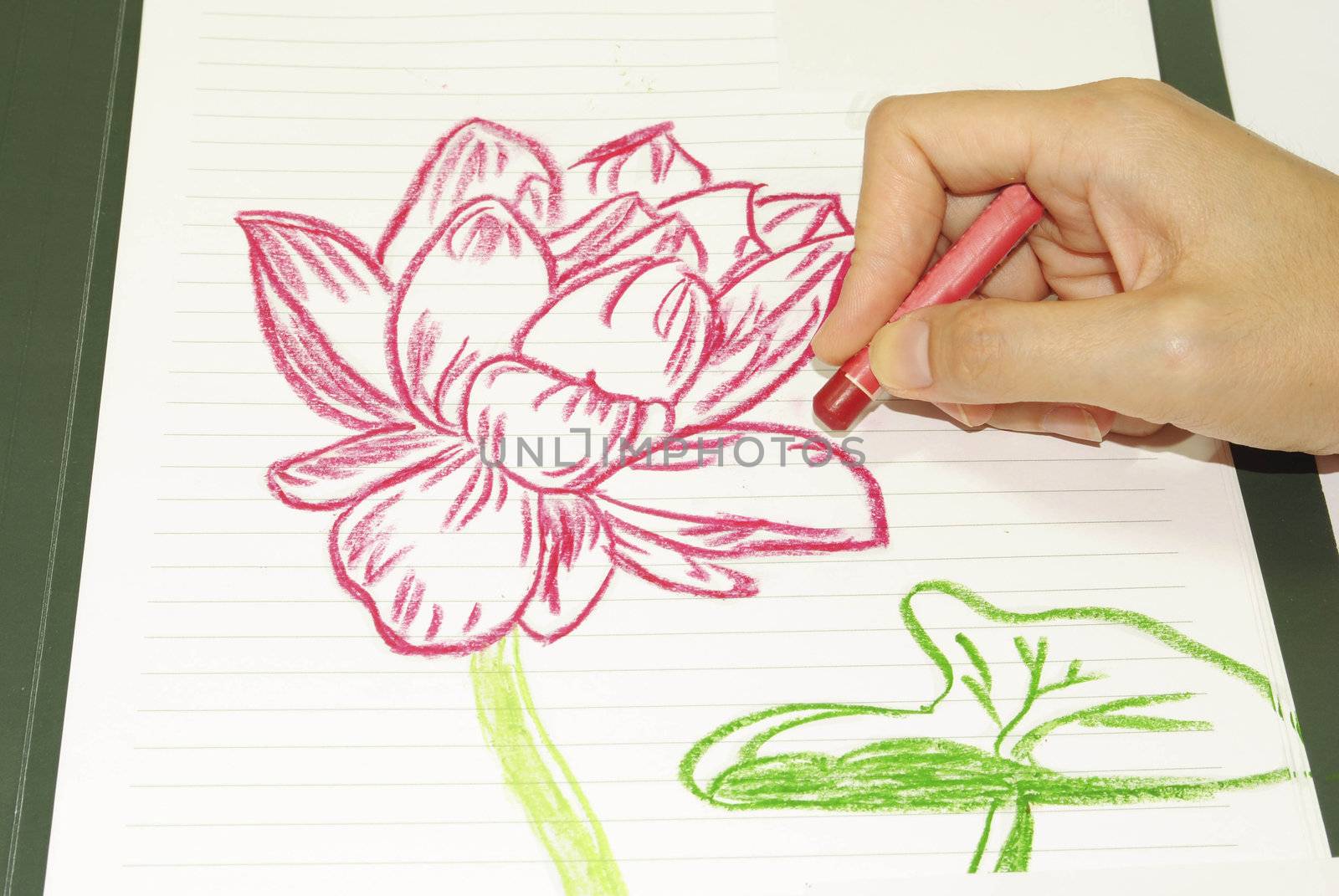 Drawing flowers lotus