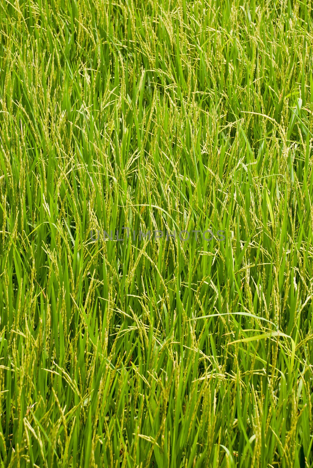 close up of paddy field







paddy field