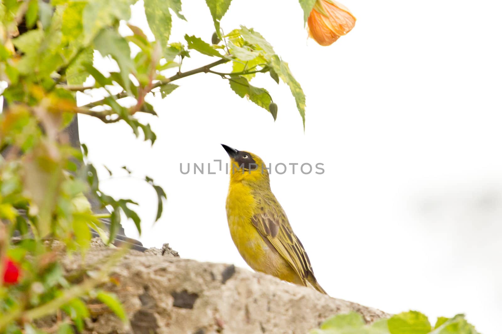 A yellow Robin on a tree by derejeb