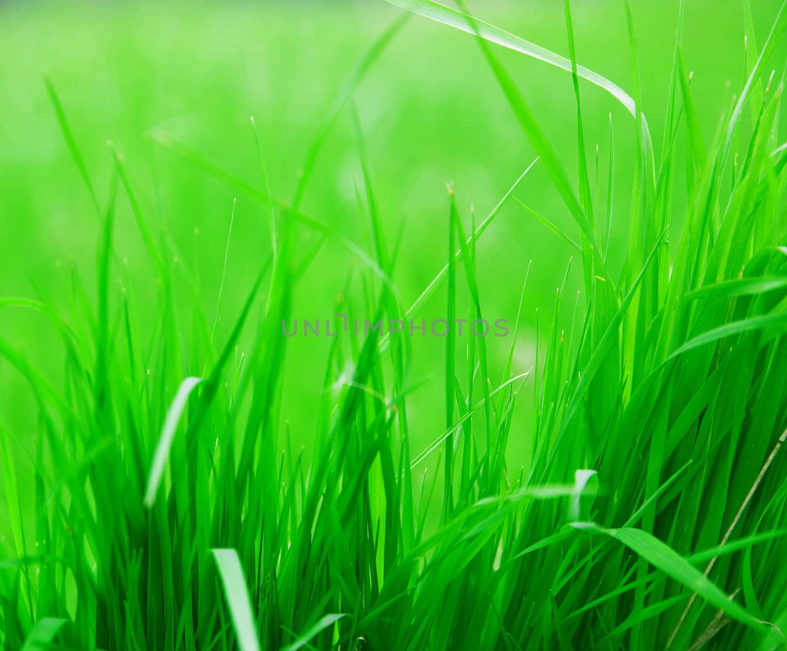 Green fresh blades of grass on a background of the blurred vegetation