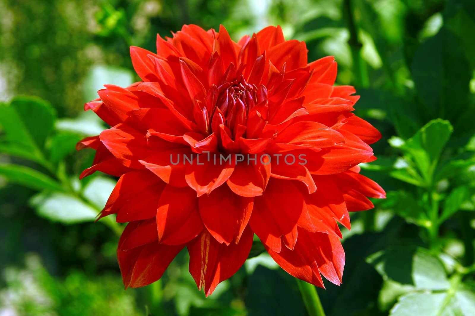 Beautiful red flower against green vegetation