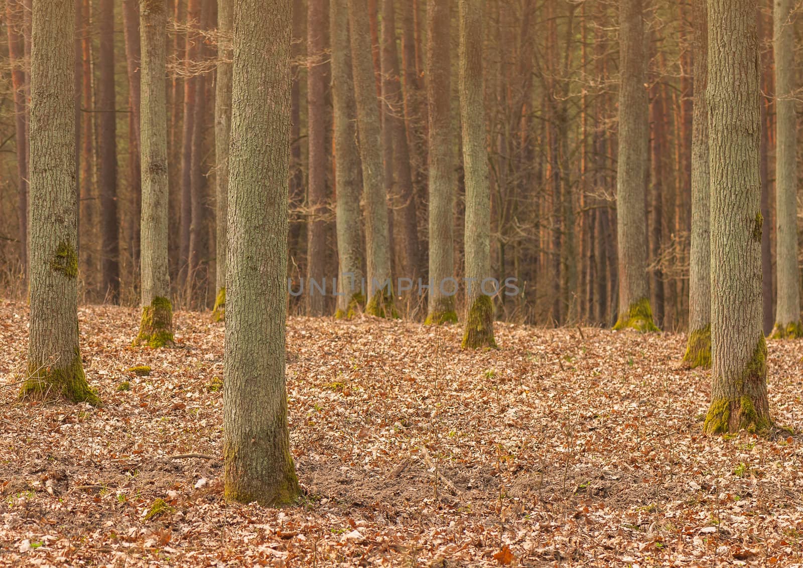 Spring forest