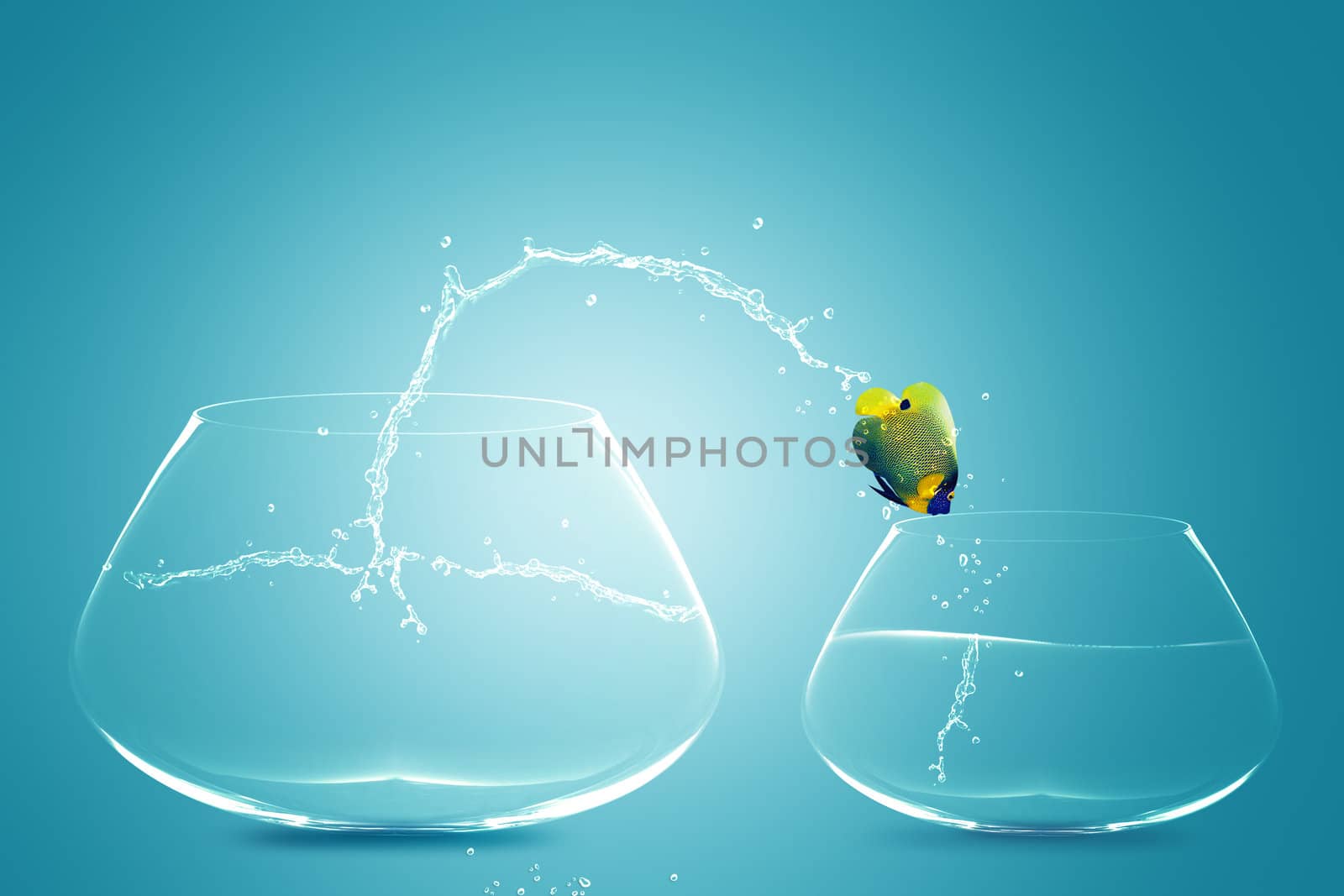 Anglefish jumping to small bowl, Good Concept for bad choice, bad Opprtunity, Failure and Stupidity concept.