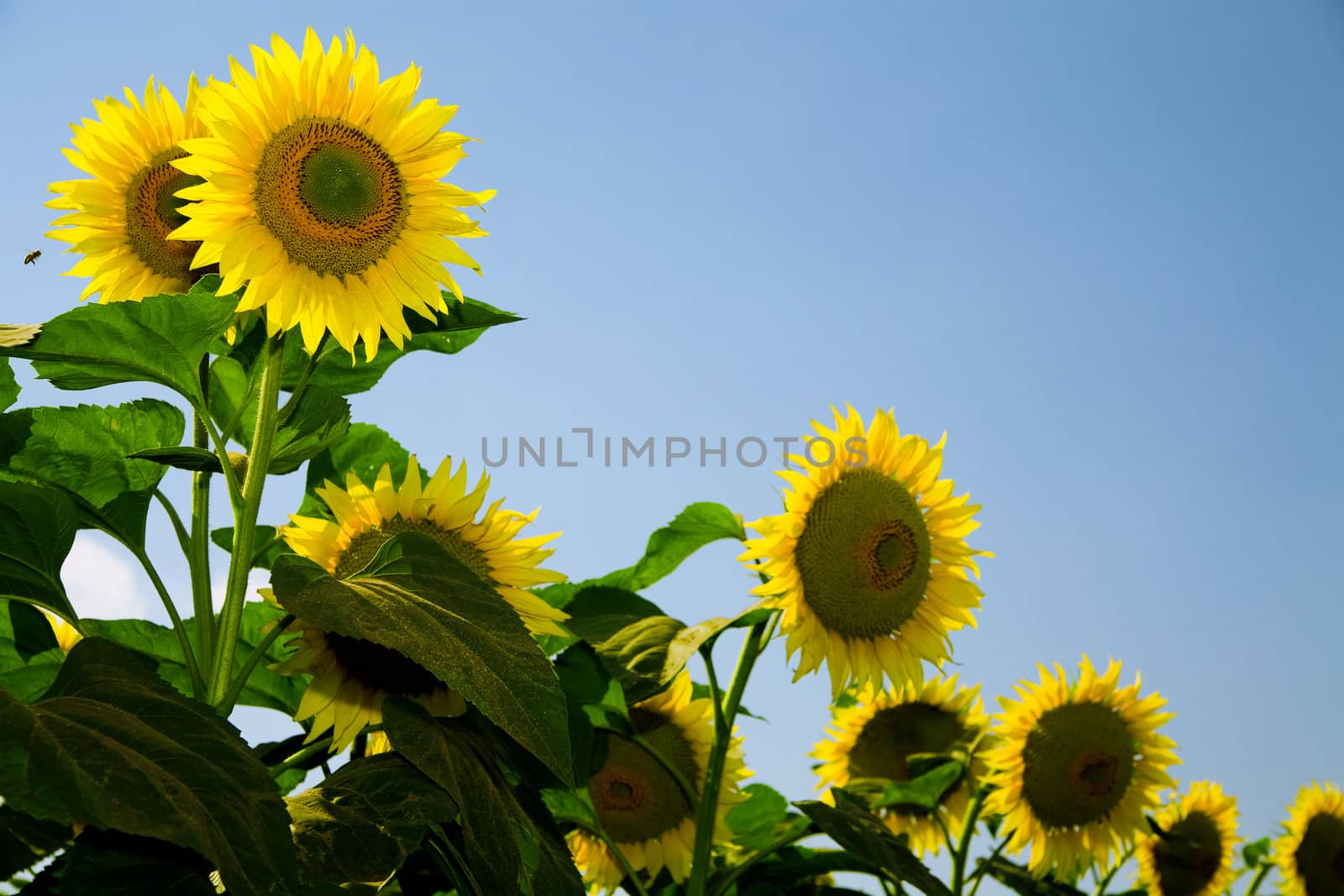 Ripe bright sunflowers growing on a farmer field in the late summer