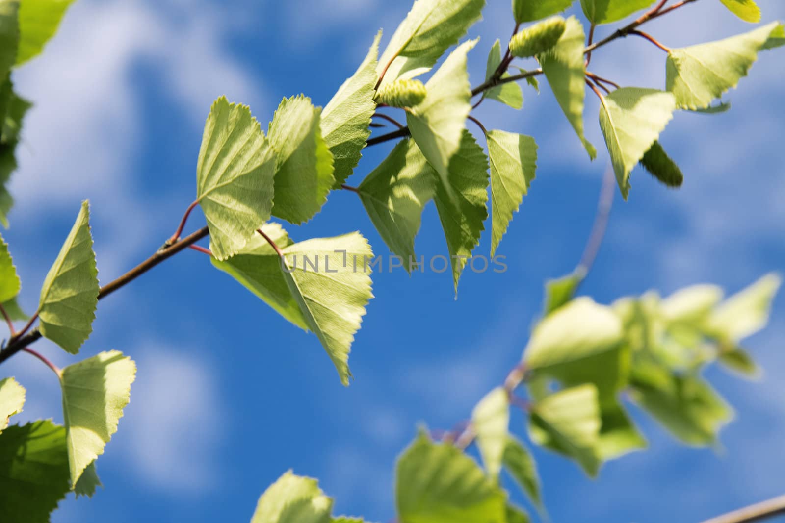 green leaves of young birch on a background blue sky
