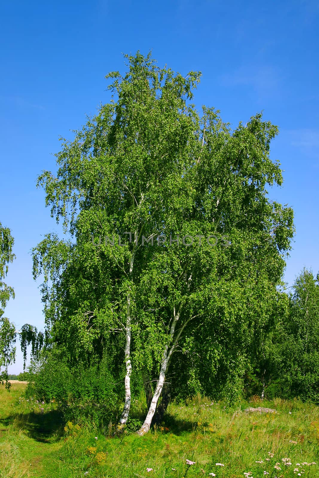 birch with a brightly green leaf on a background clean sky