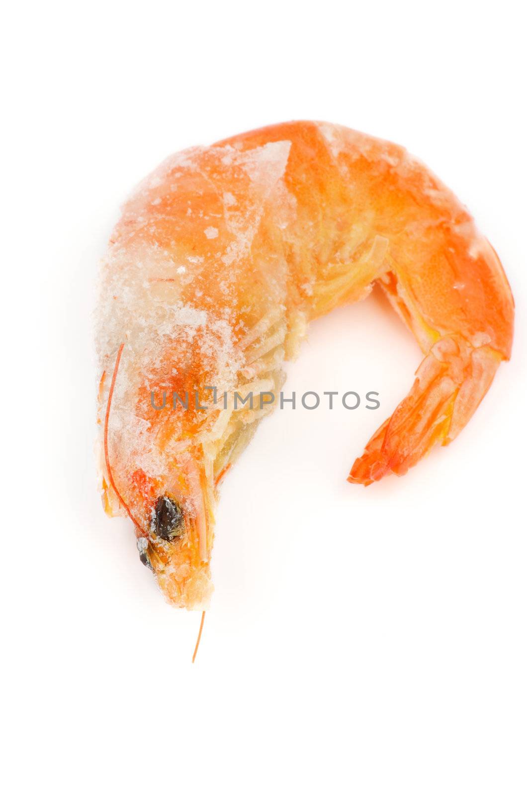 Big Frozen Shrimp with Ice Crystals isolated on white background