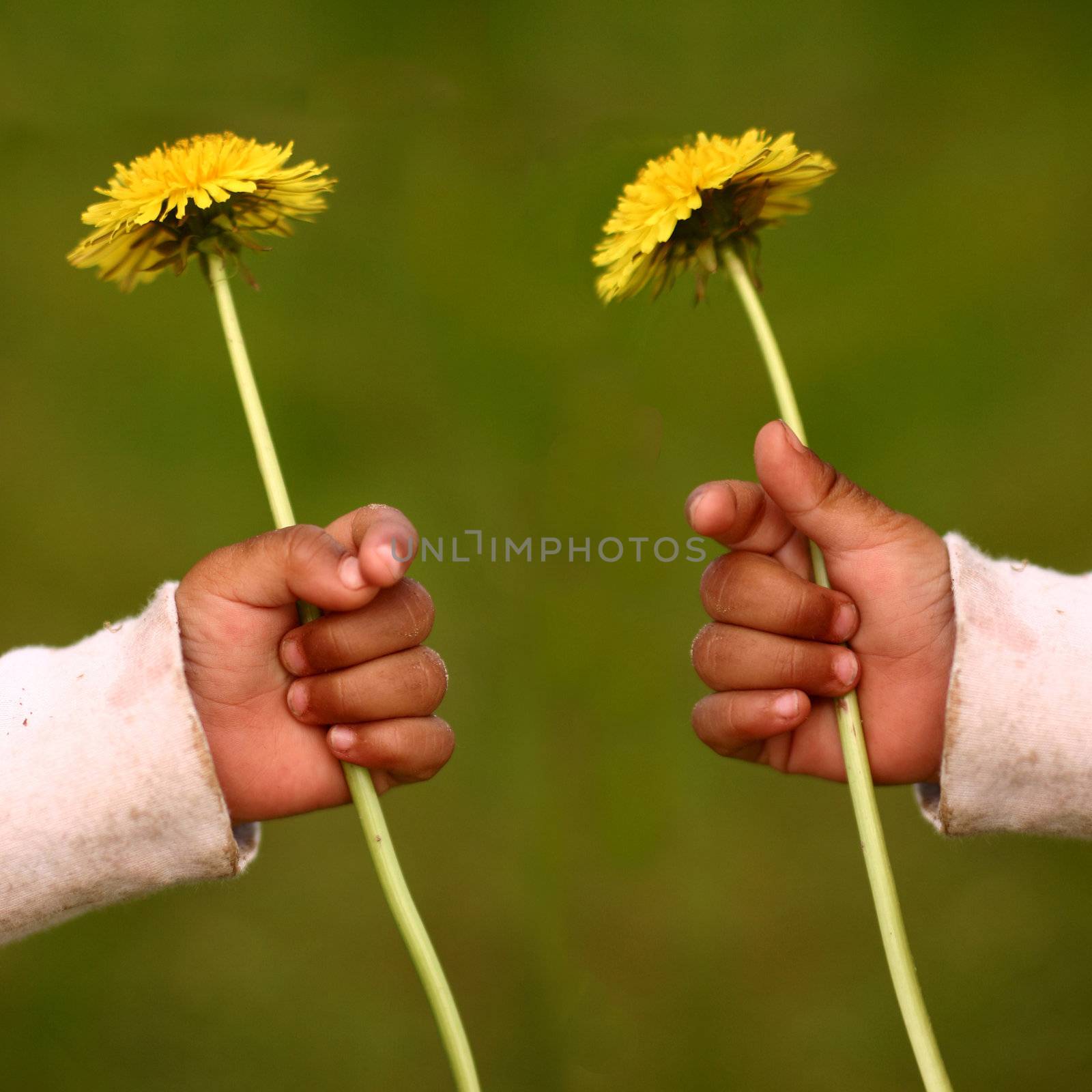 child hand holding a dandelion
