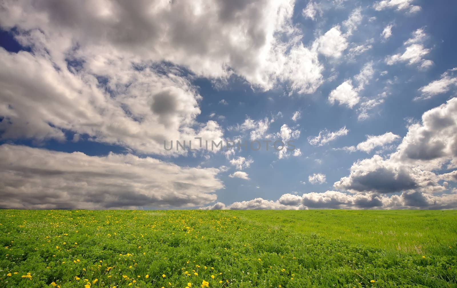 fresh summer landscape with meadow and sky