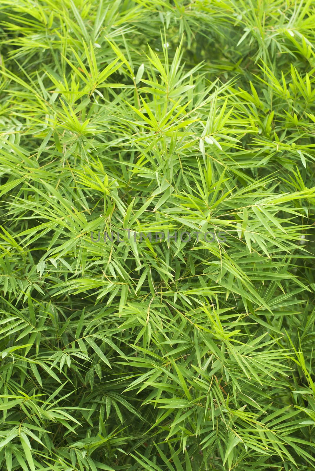 green bamboo leaves