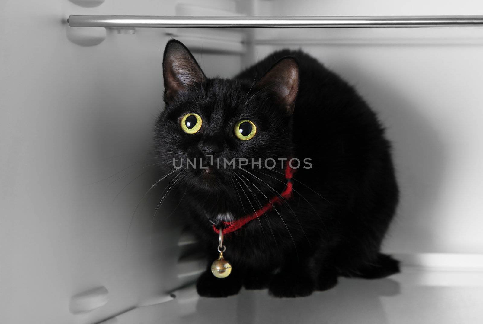 The beautiful black cat sits in a refrigerator
