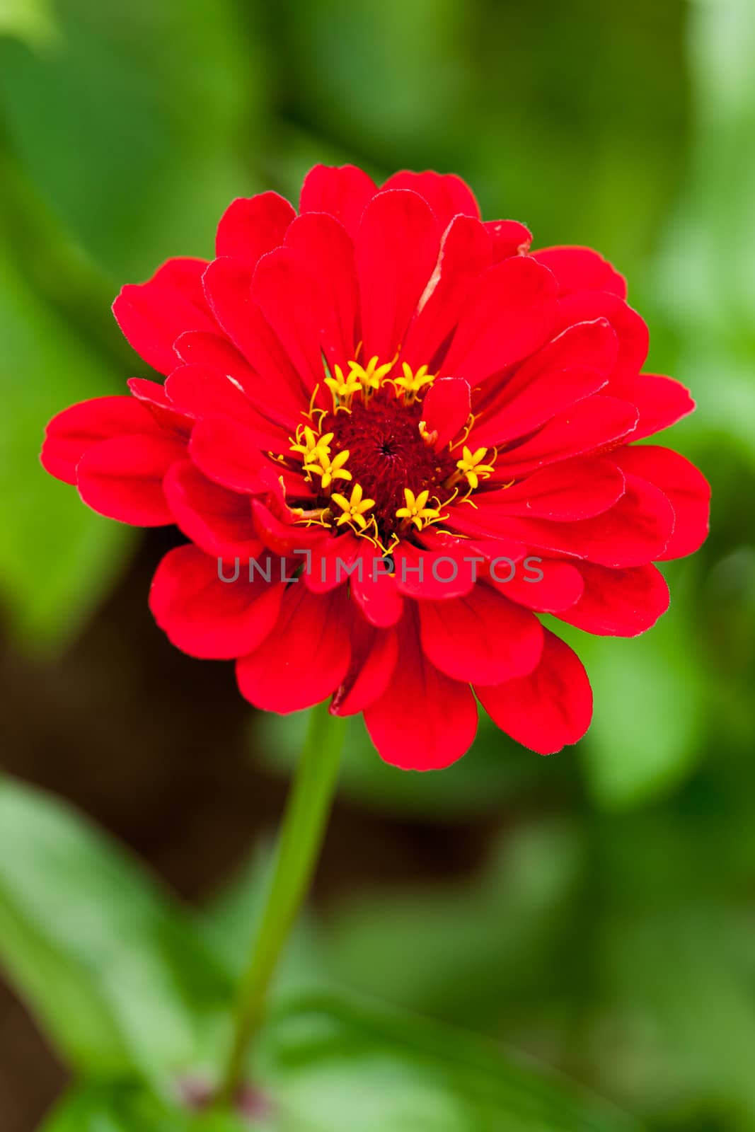 Red Zinnia 