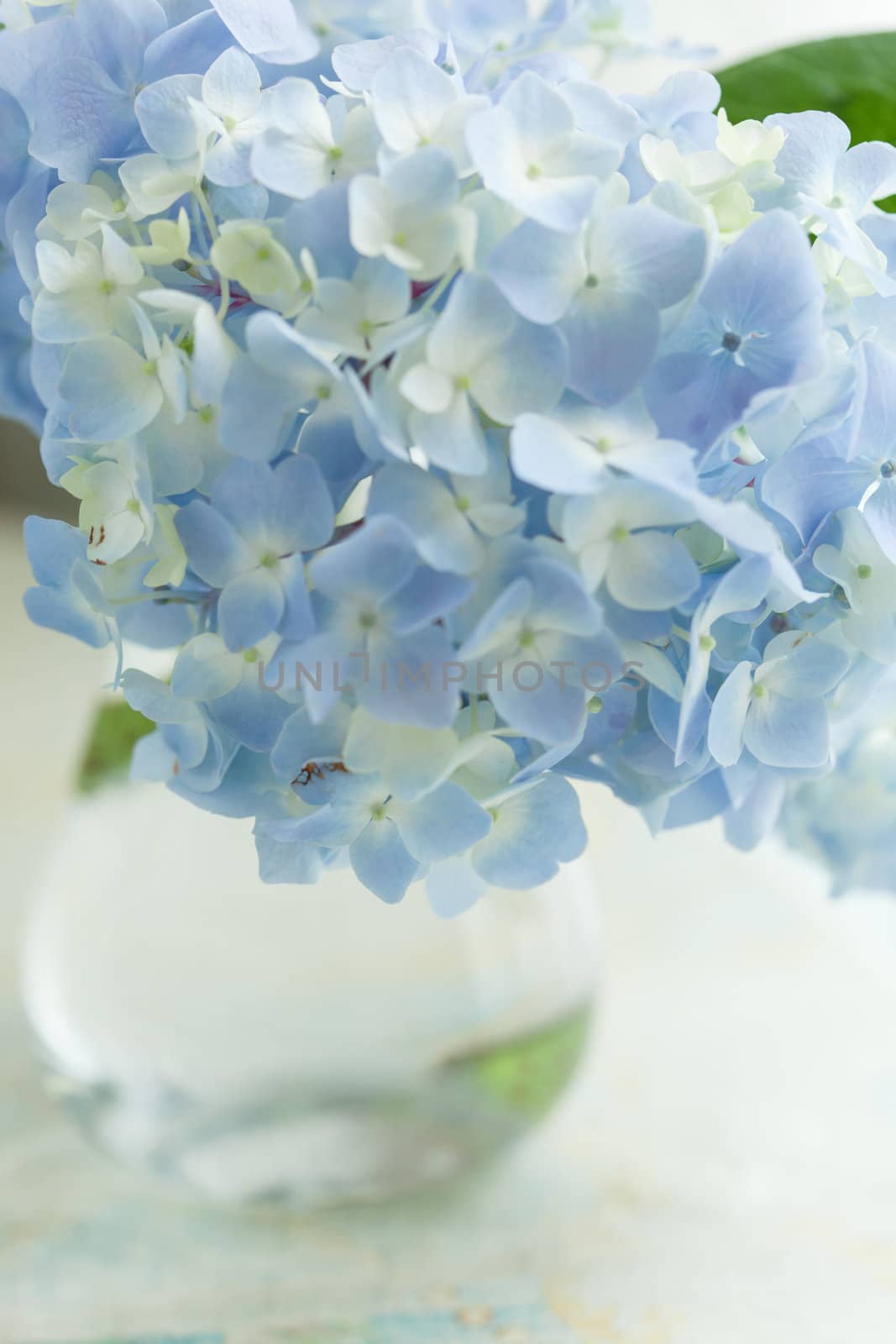 blue flower in vase