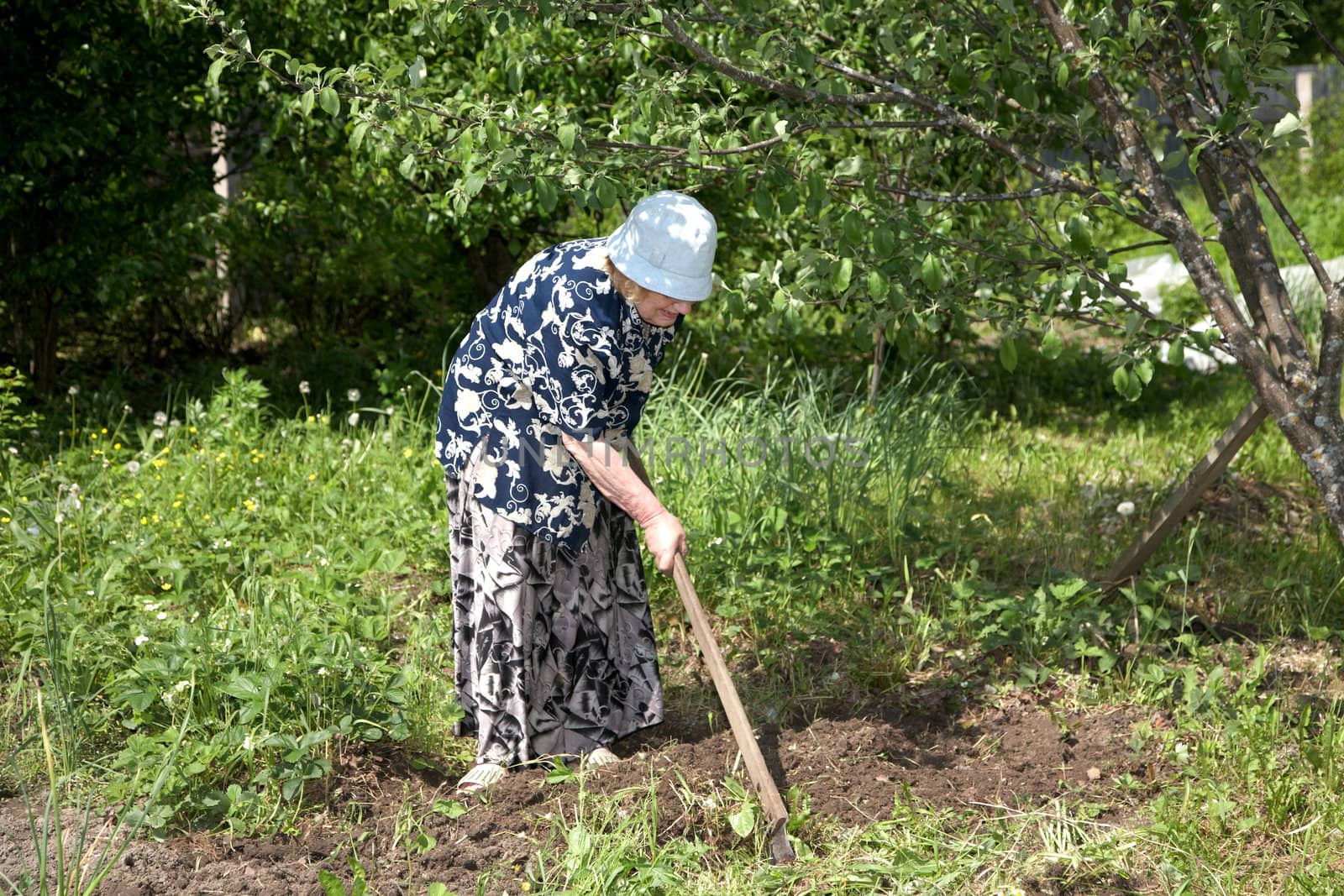 The old woman with a chopper works in a kitchen garden