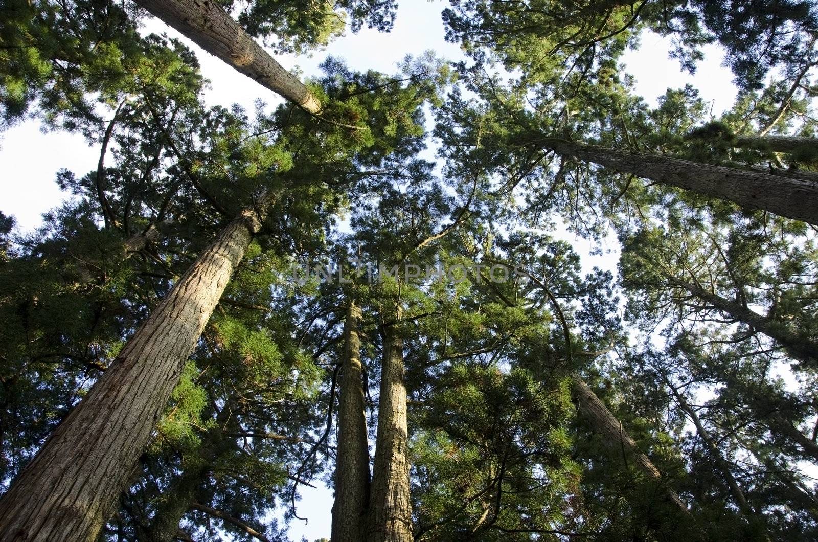 Tall japanese pine tree seen from below