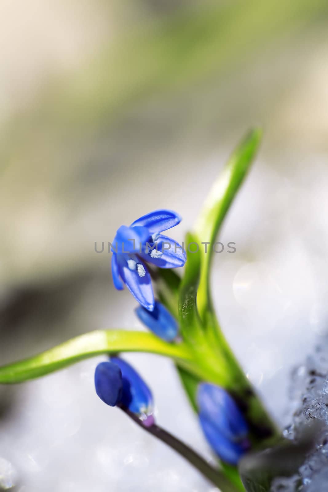 blue gentle flower snowdrop in early spring season