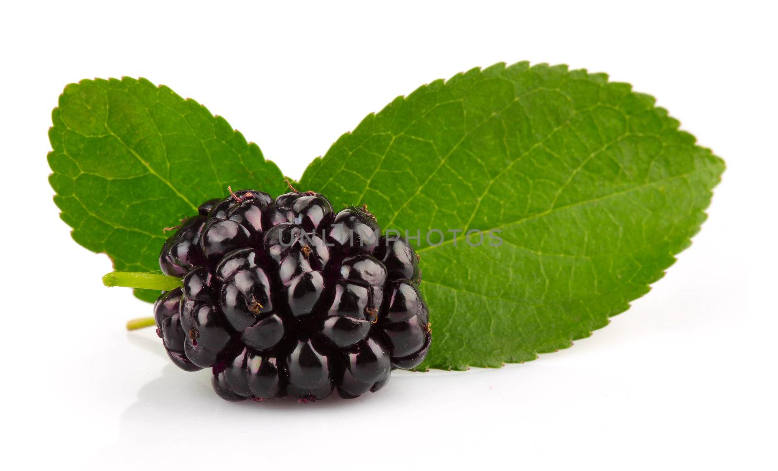 Group of mulberries with green leaves isolated on a white