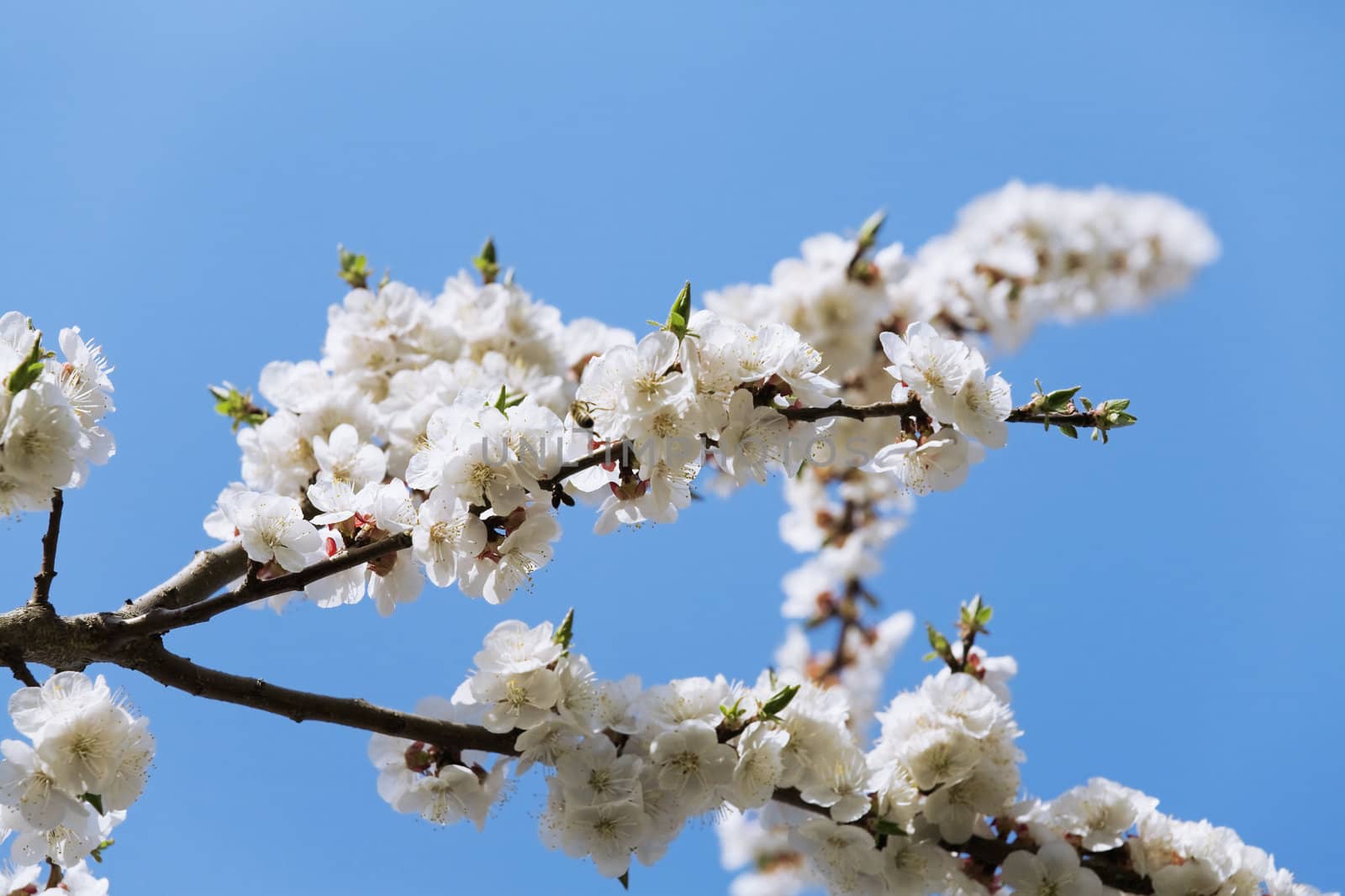 blossoming apple tree with white flowers on blue sky background