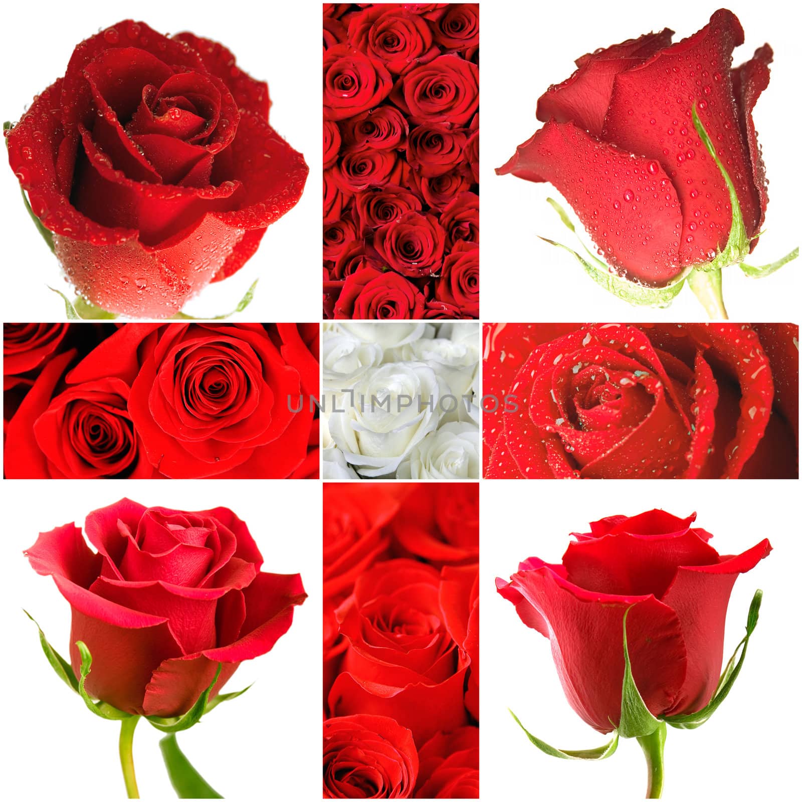 Beautiful red roses in a bouquet and alone by Serp