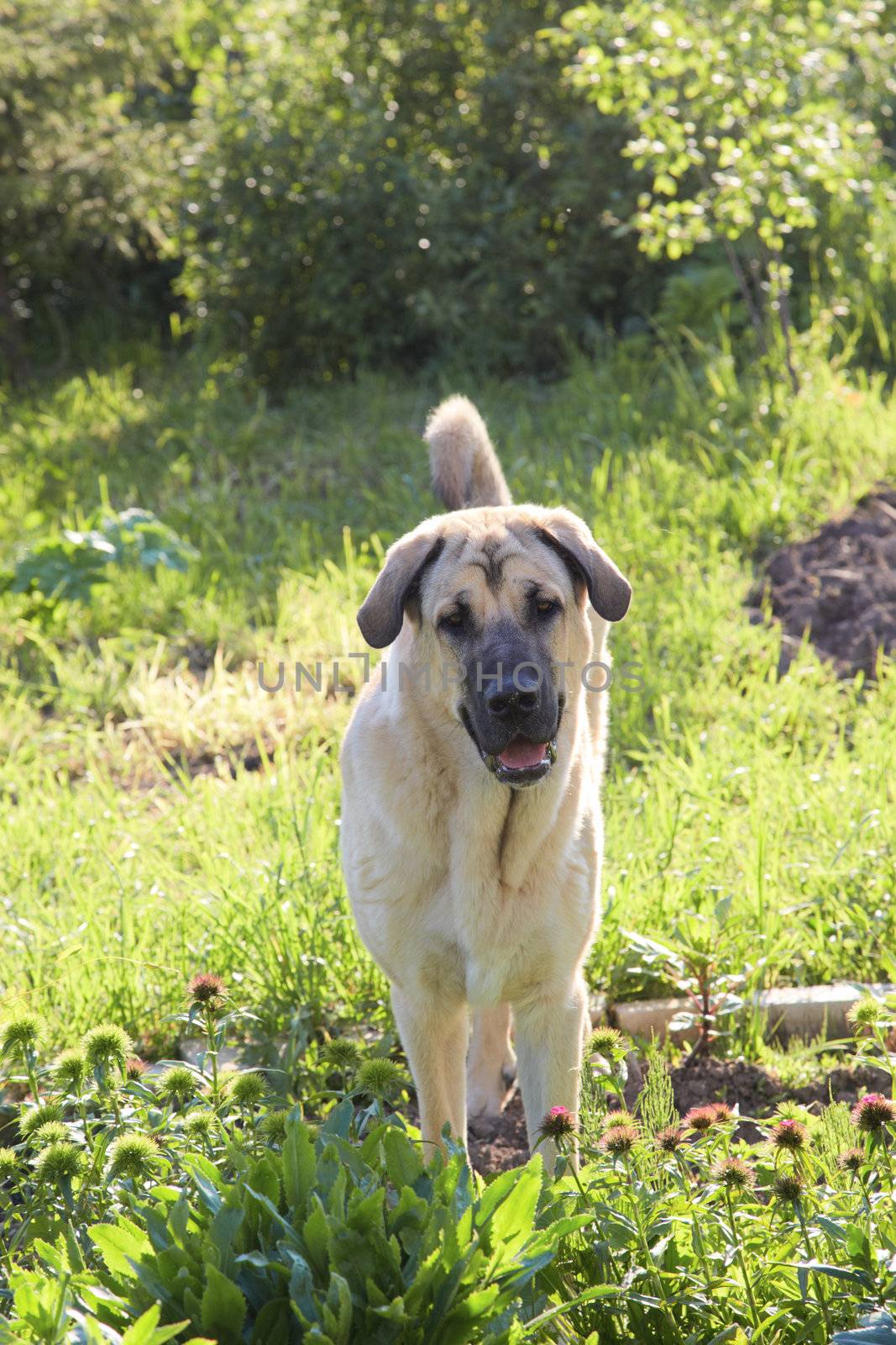 Dog of breed the Spanish mastiff on a meadow in  afternoon