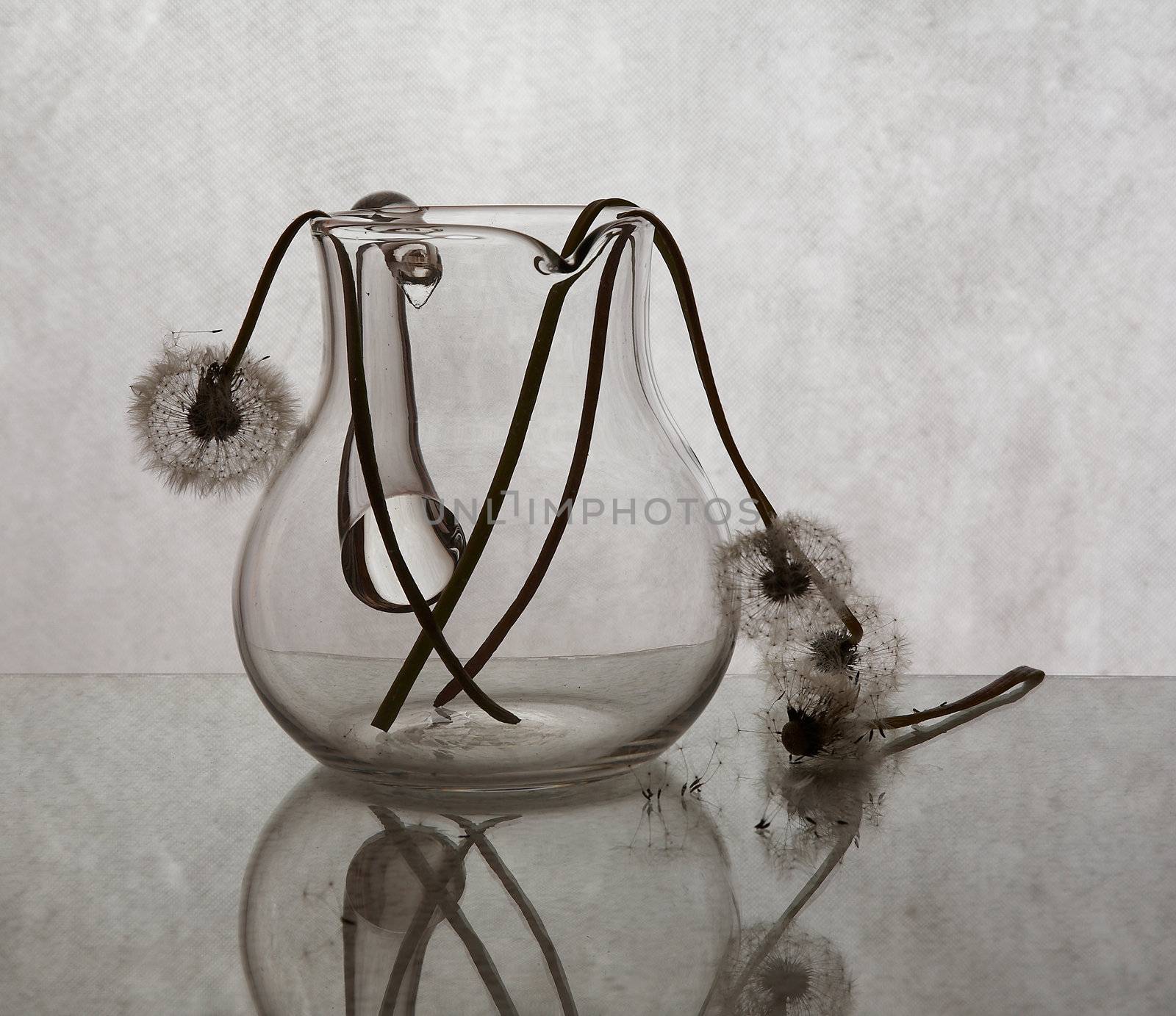Dandelions with reflection