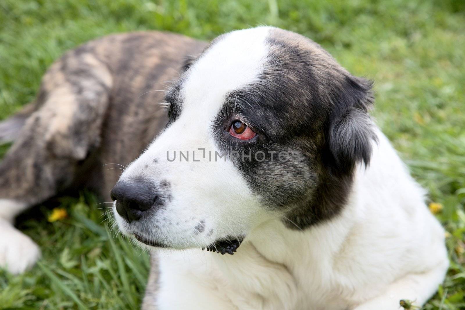 Beautiful alabai central Asian shepherd dog against a green grass