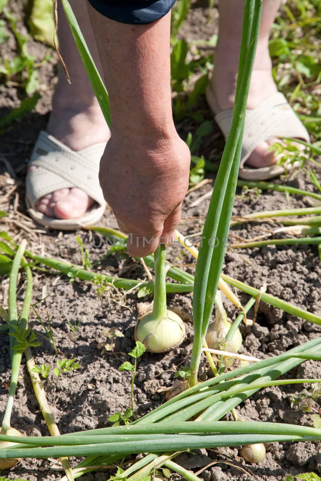 The old woman pulls out an onions from a bed