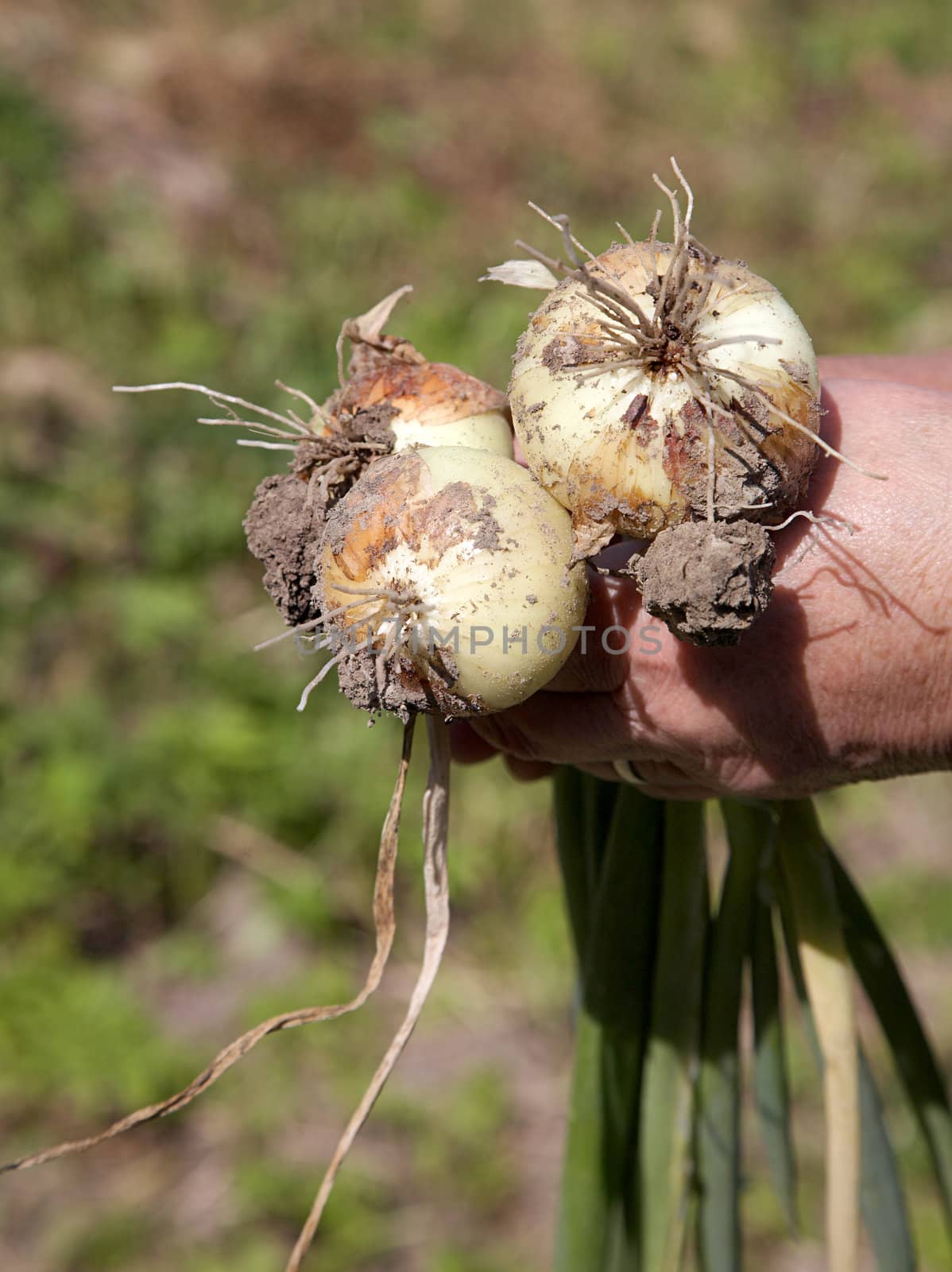 Tubers  onions in hands of the old woman