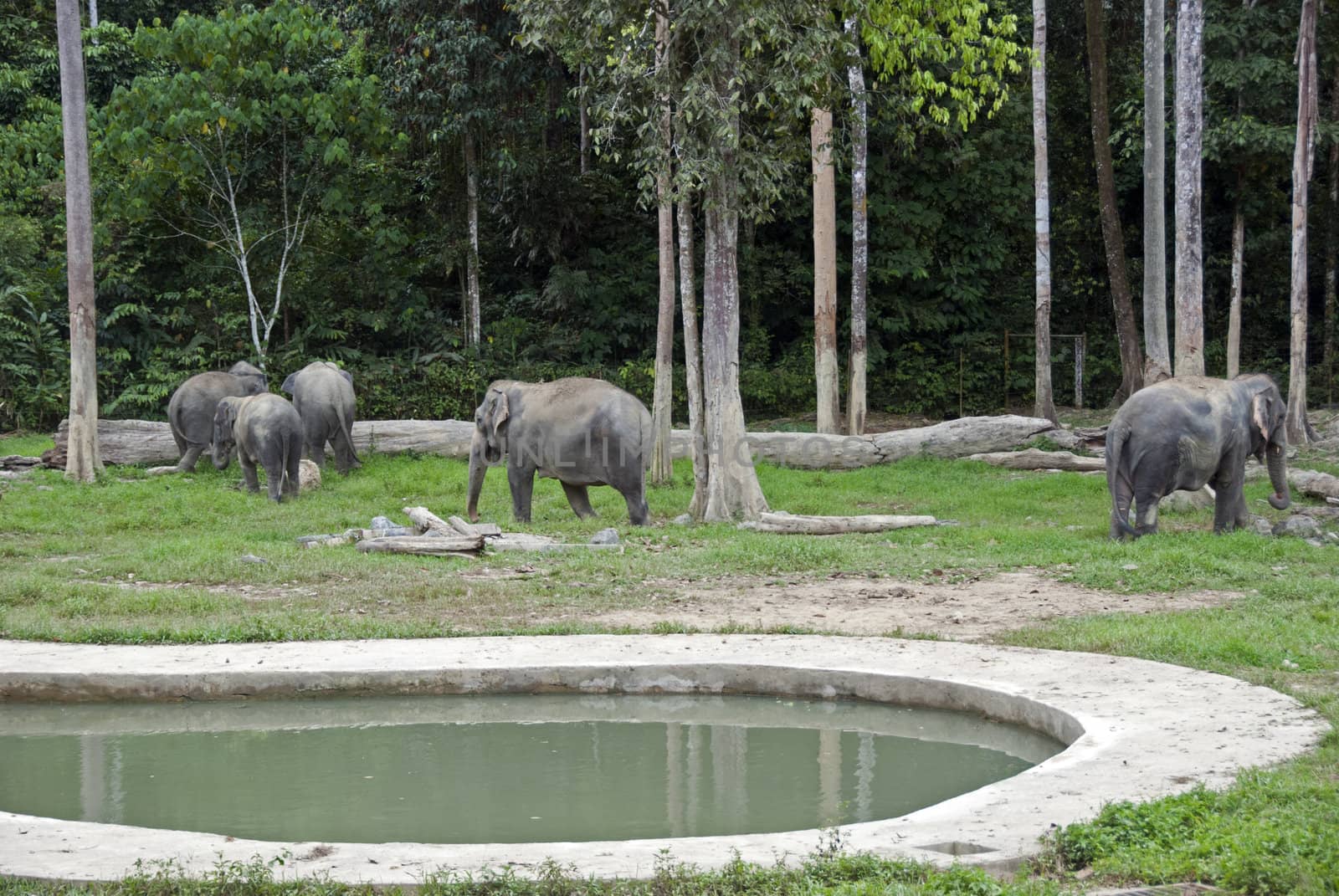 elephants in Malaysia in the place Gandah