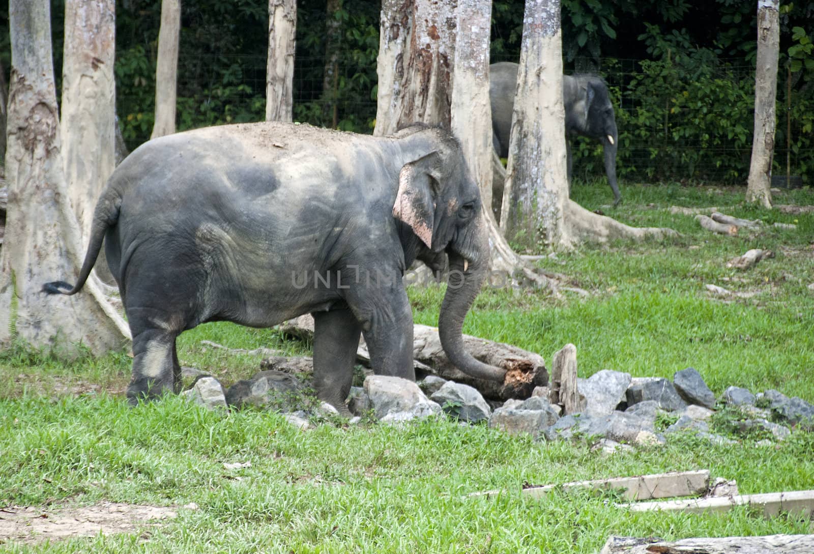 elephants in Malaysia in the place Gandah