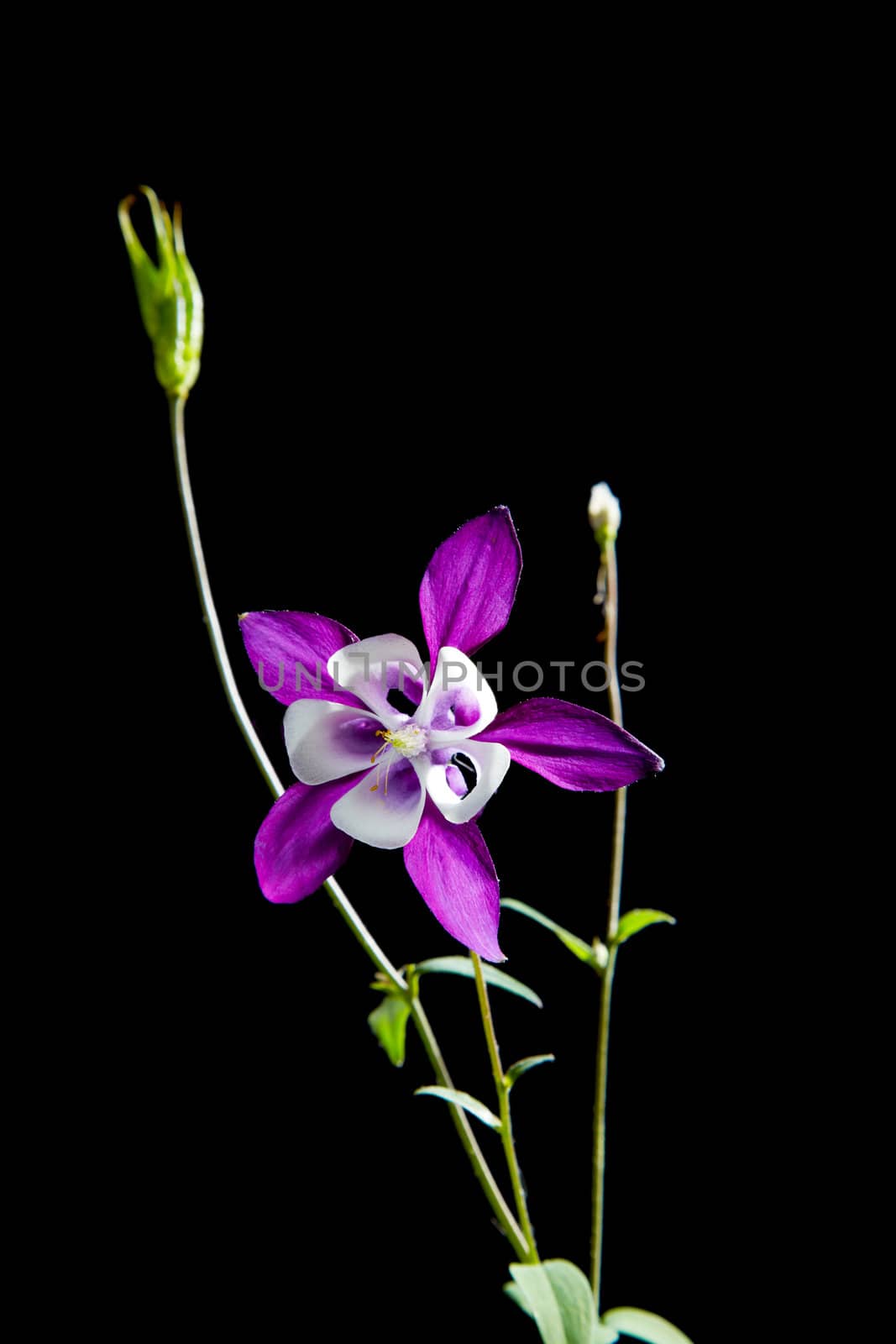 Violet flower Aquilegia isolated on a black background