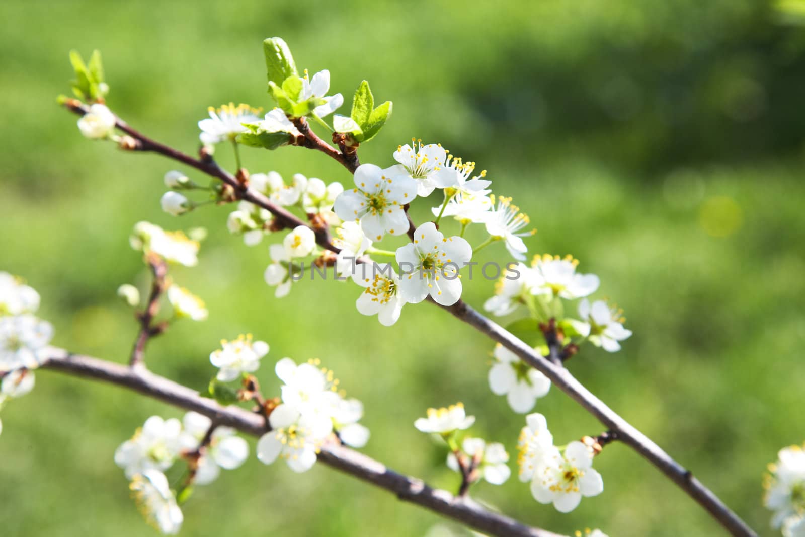 Blossoming plum in the spring against blur background