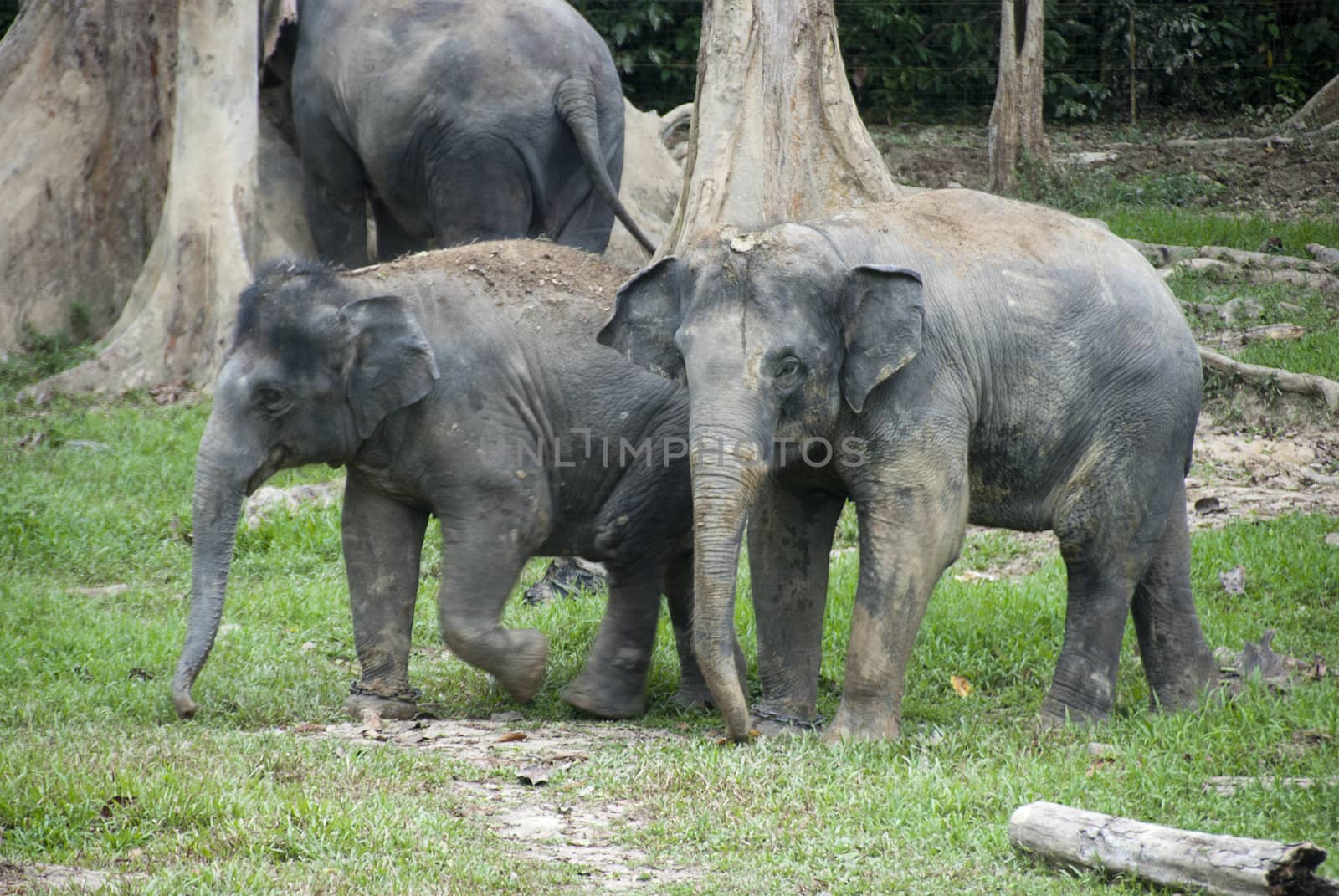 elephants in Malaysia Kuala gandah