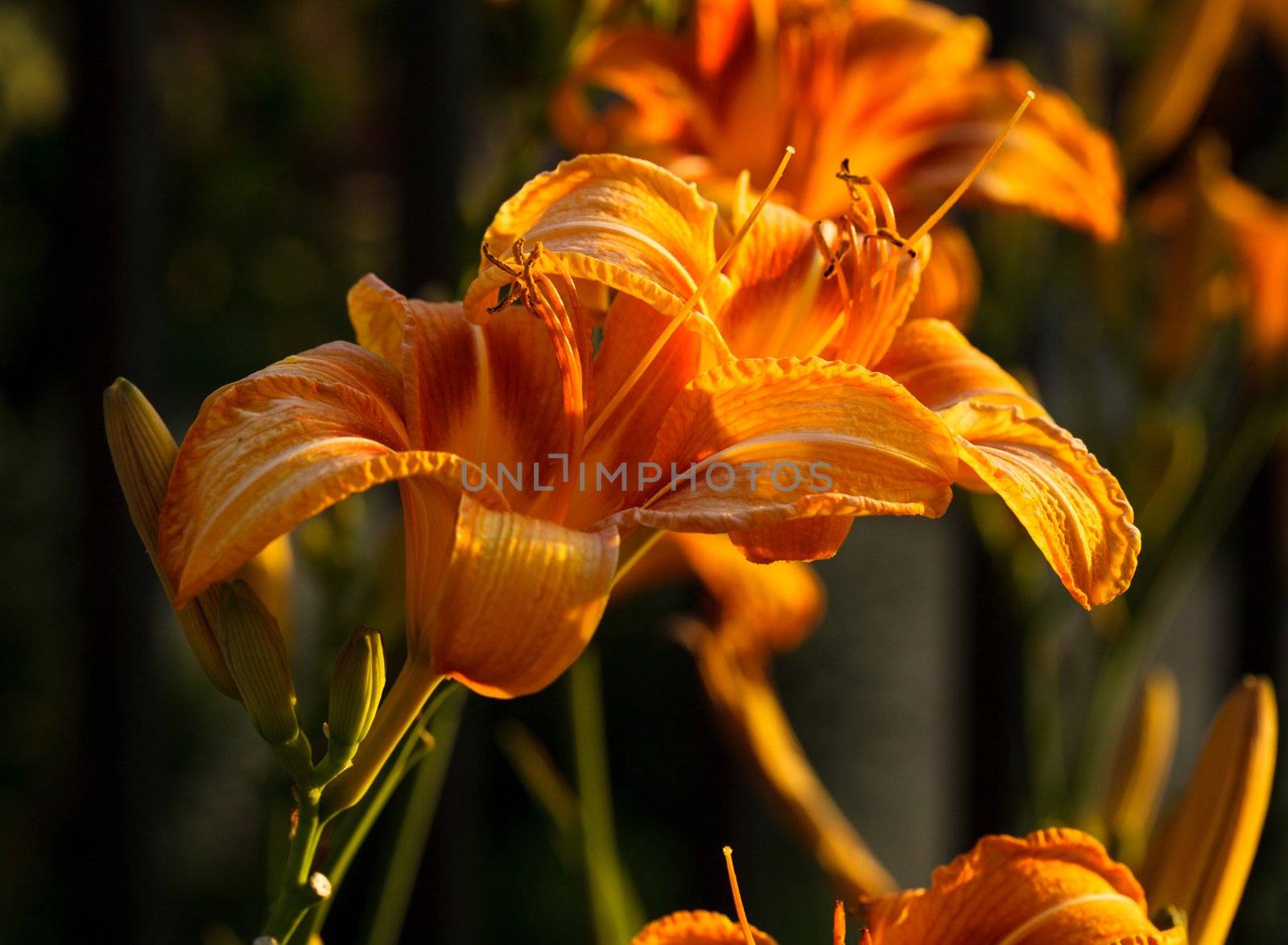 Beautiful tiger lily in the back light
