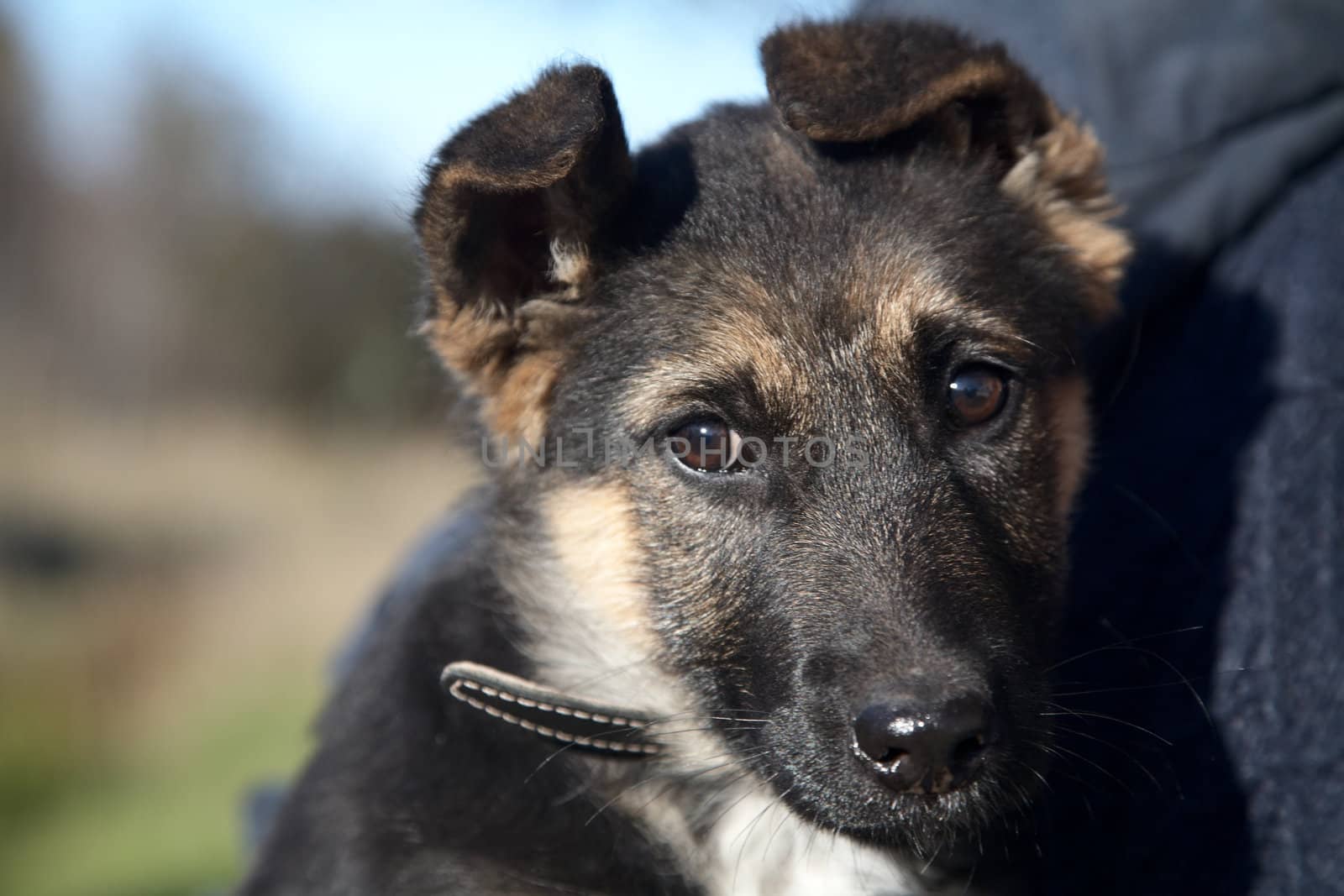 Puppy of a mongrel in the autumn afternoon