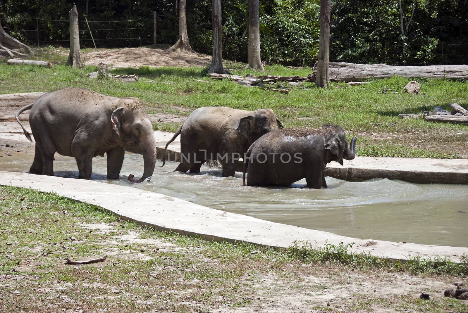 Ejephants in Malyasia