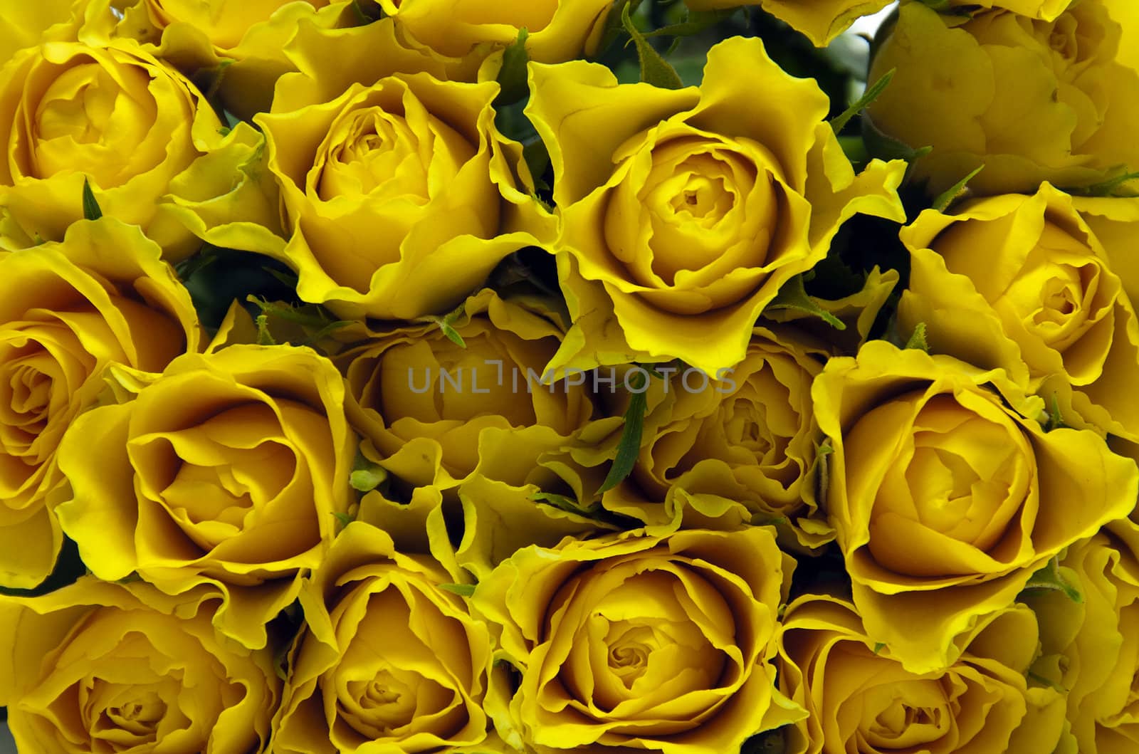 yellow roses background