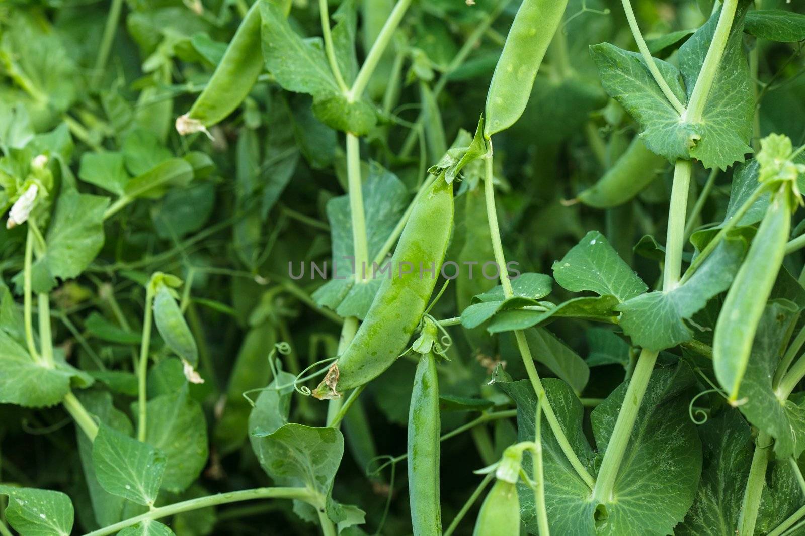 Green pea on the garden bed closeup