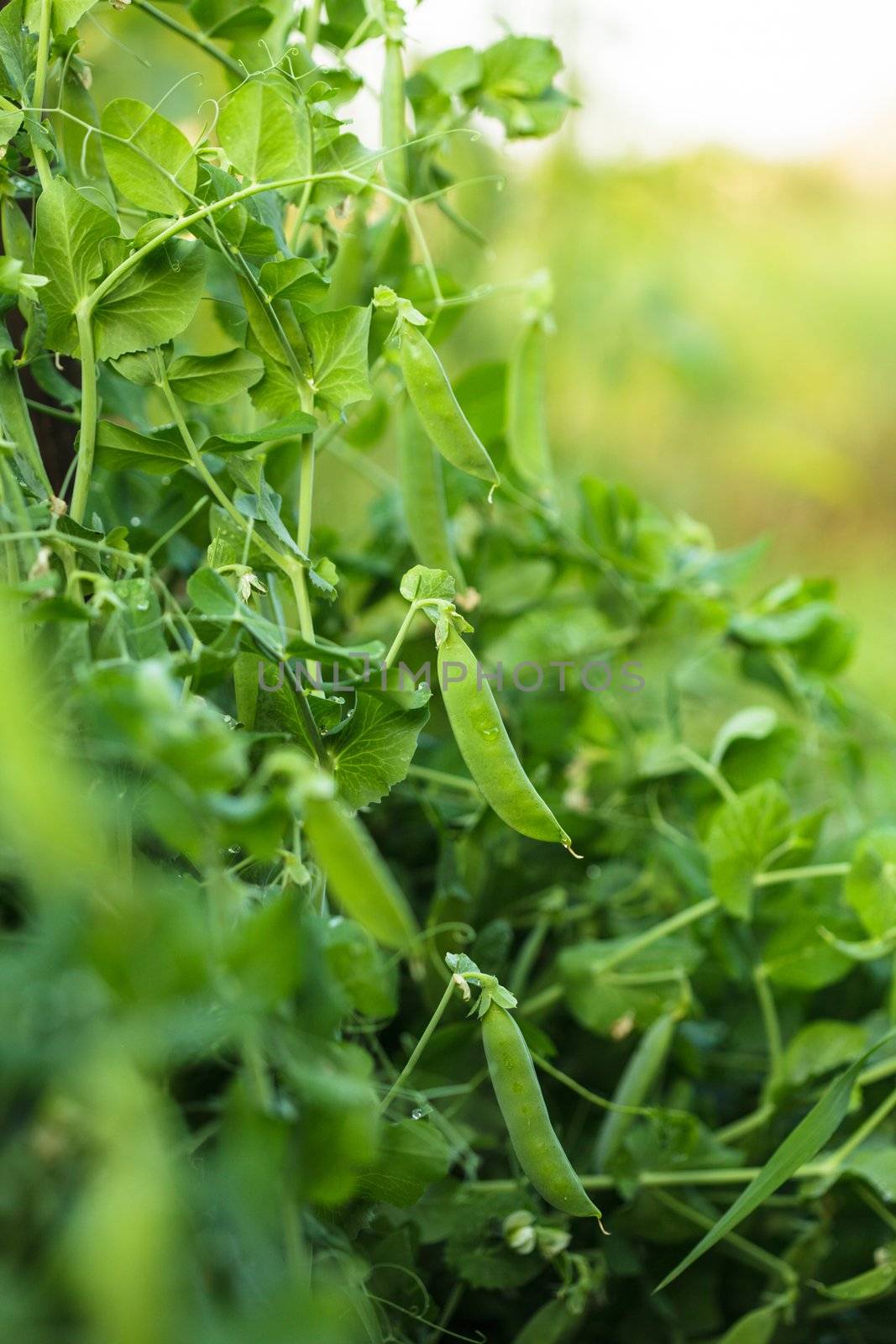 Green pea on the garden bed closeup