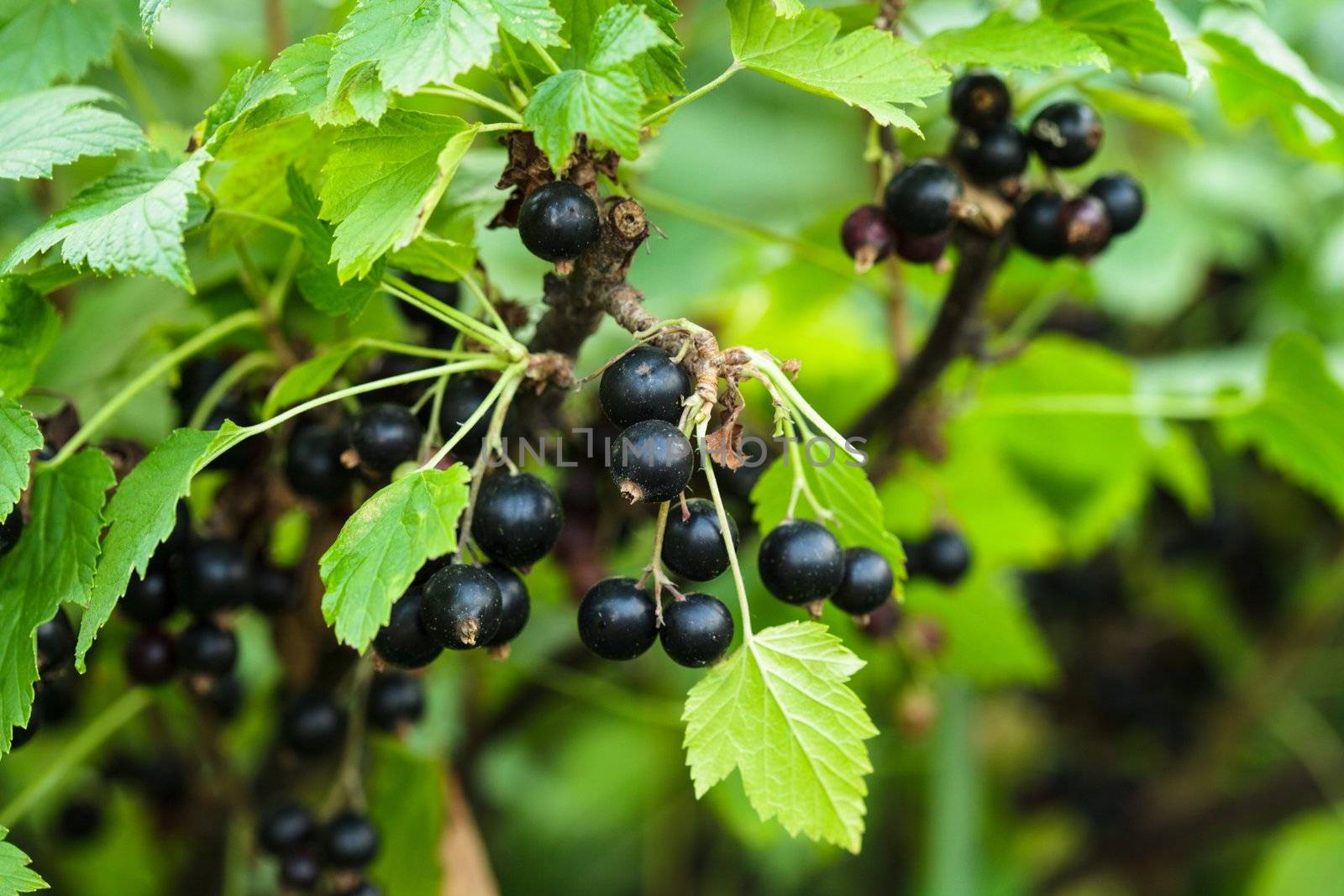 Blackcurrant bush by oksix