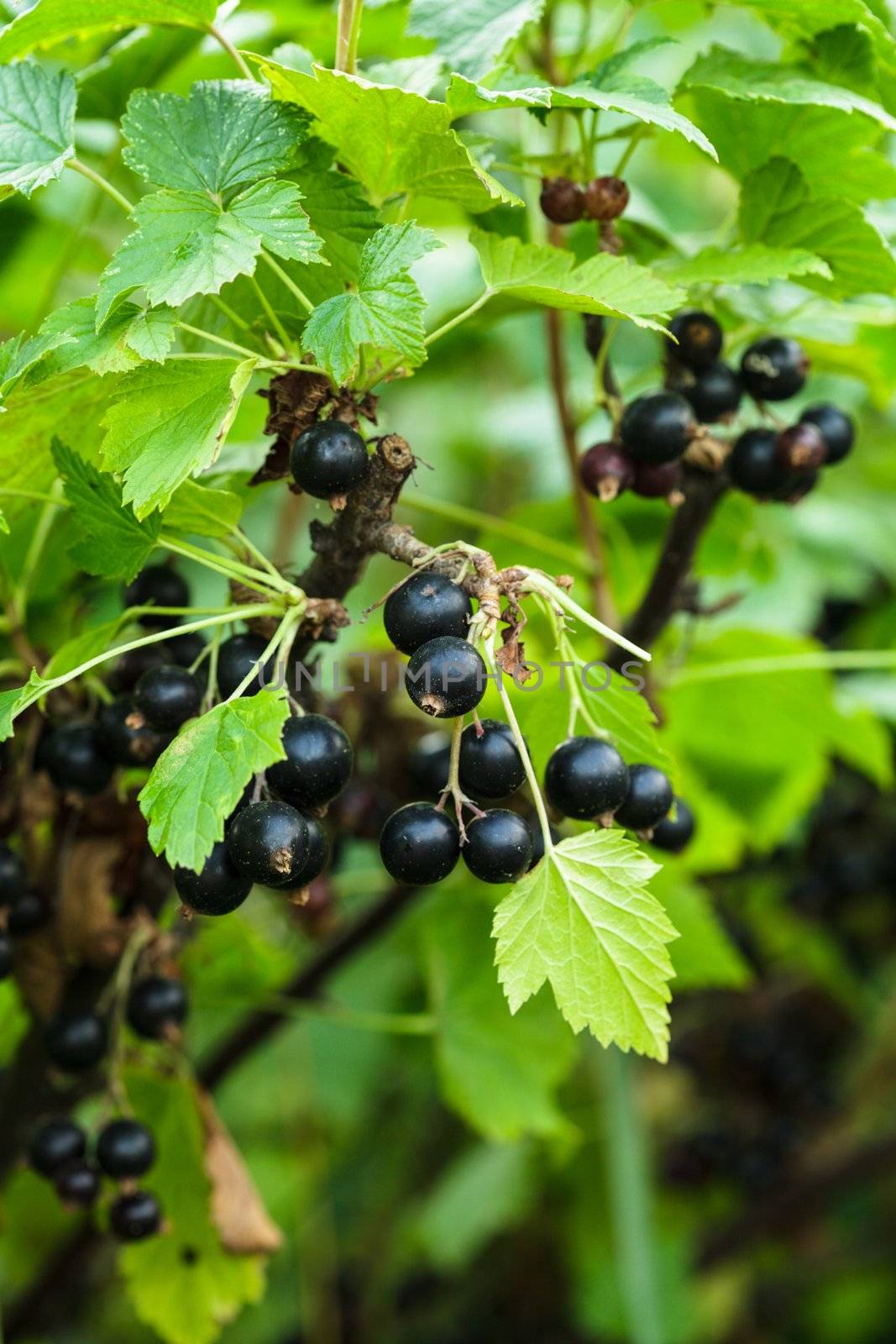 Black currant bush, close up the berries