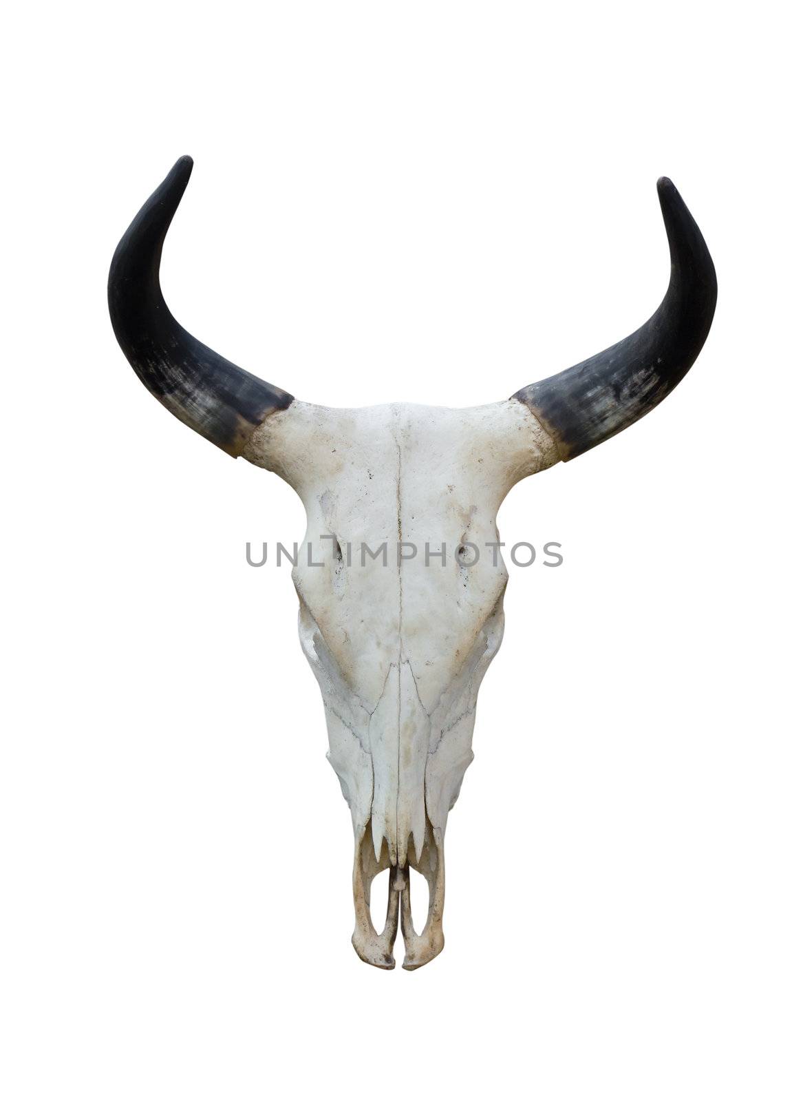 Buffalo skull by stoonn