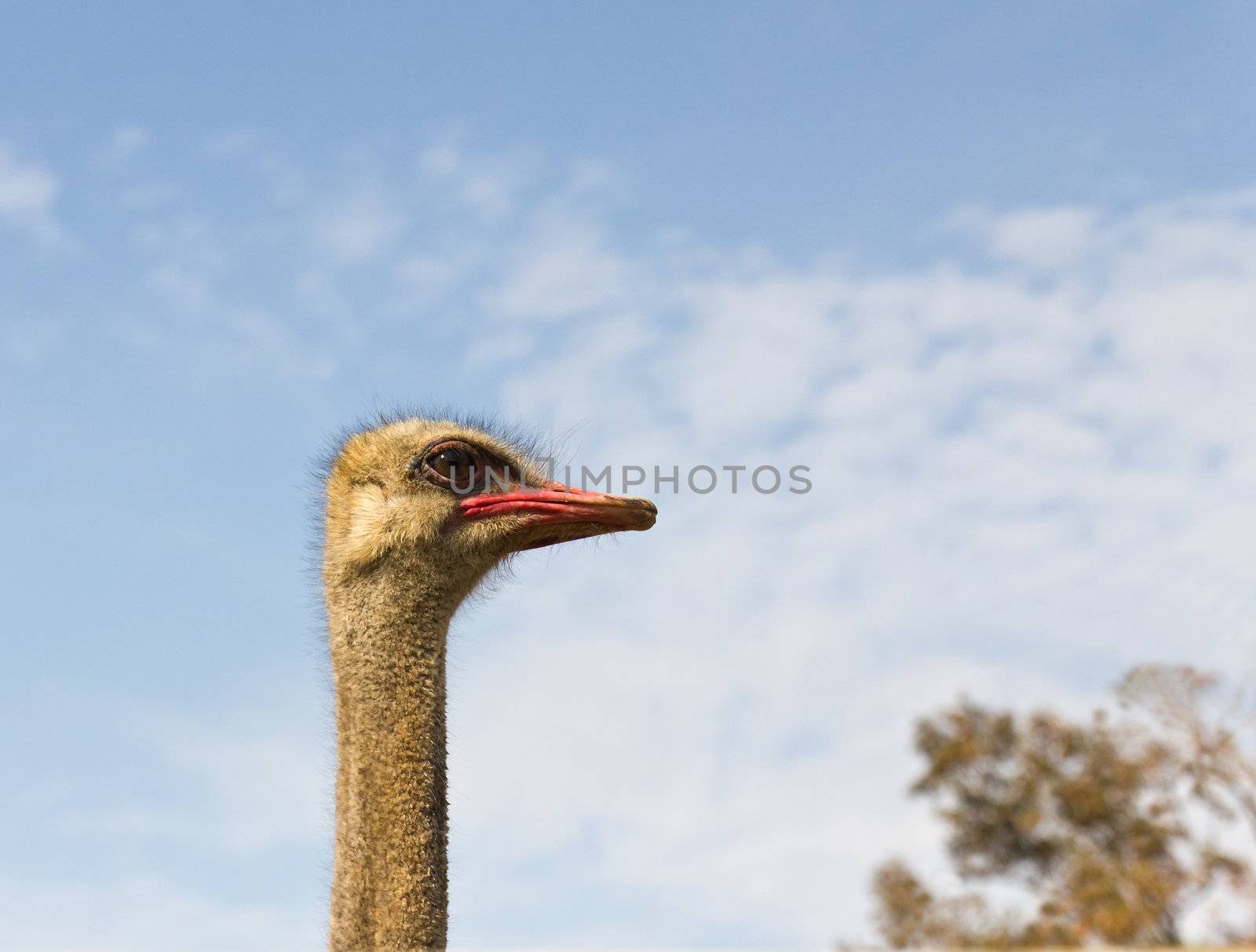 Close up portrait of an ostrich and blue sky