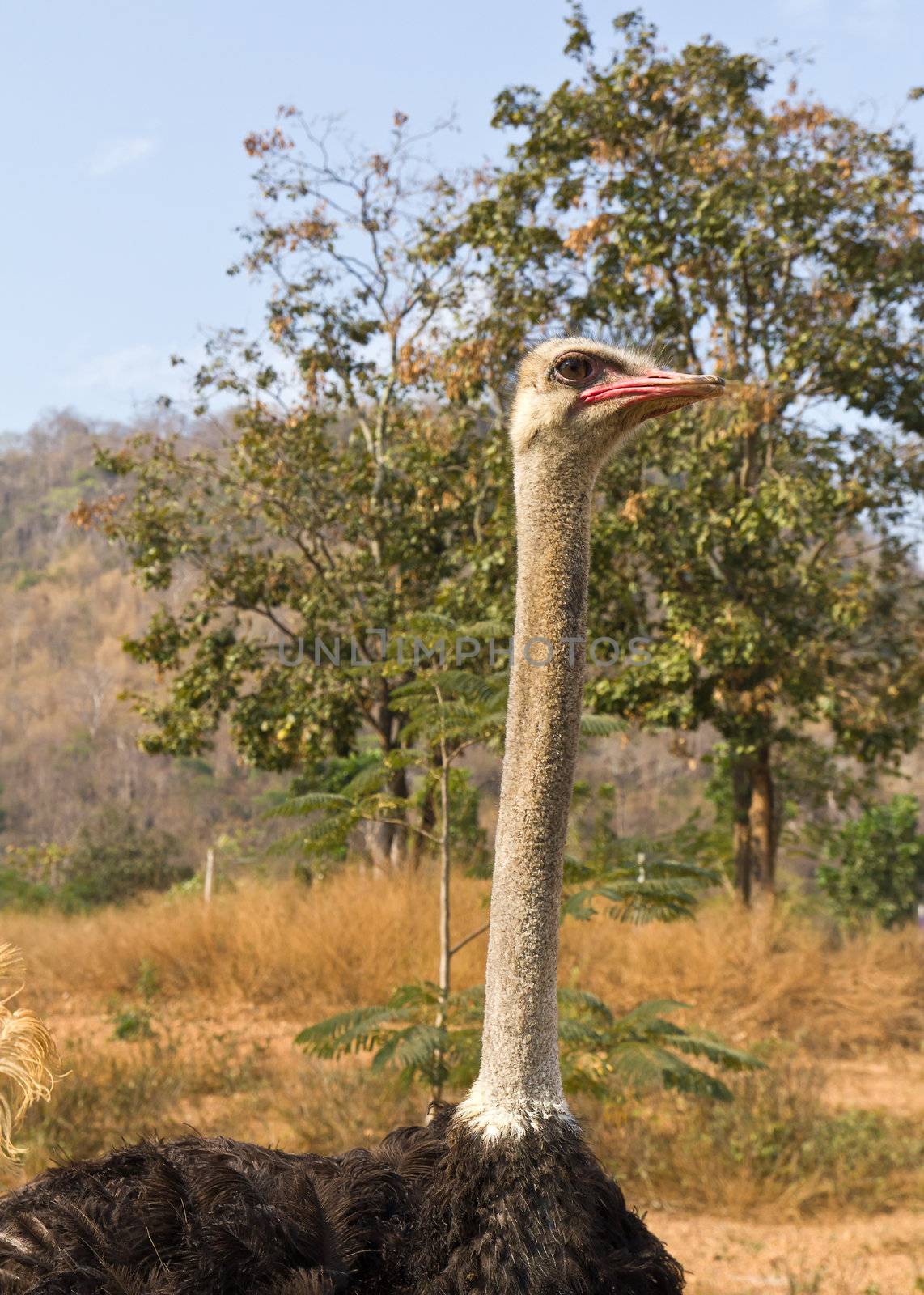 Close up portrait of an ostrich