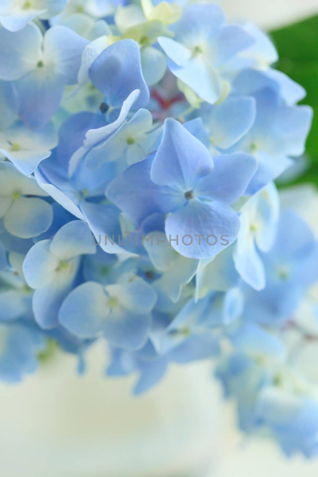 blue flower in vase