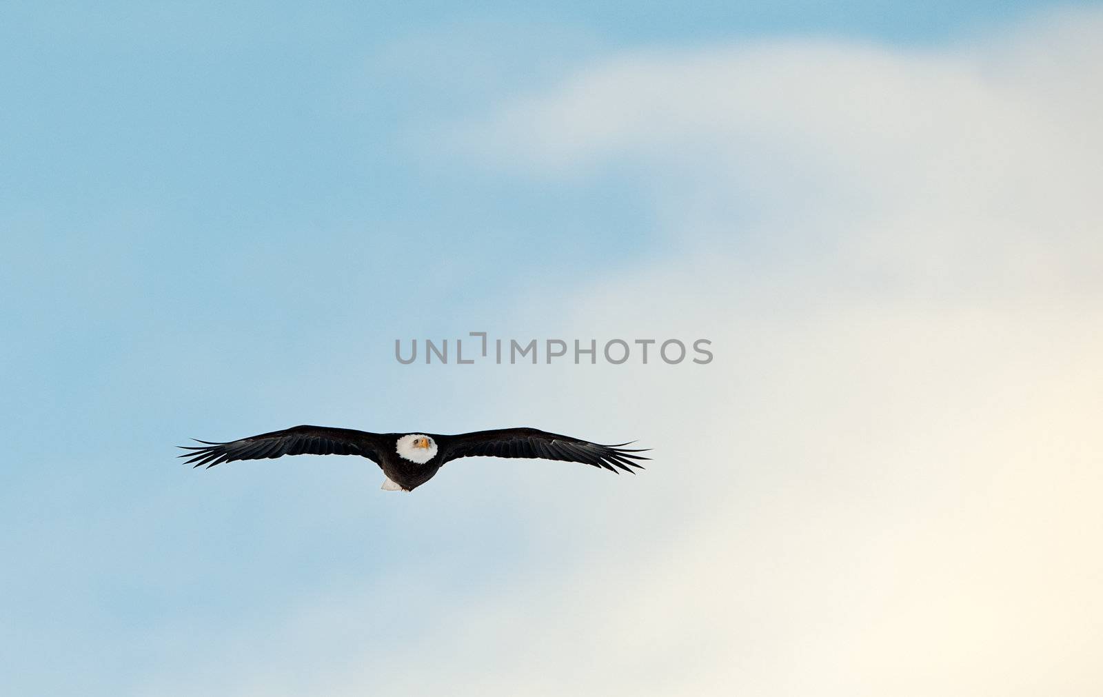 Flying Bald Eagle (Haliaeetus leucocephalus washingtoniensis)