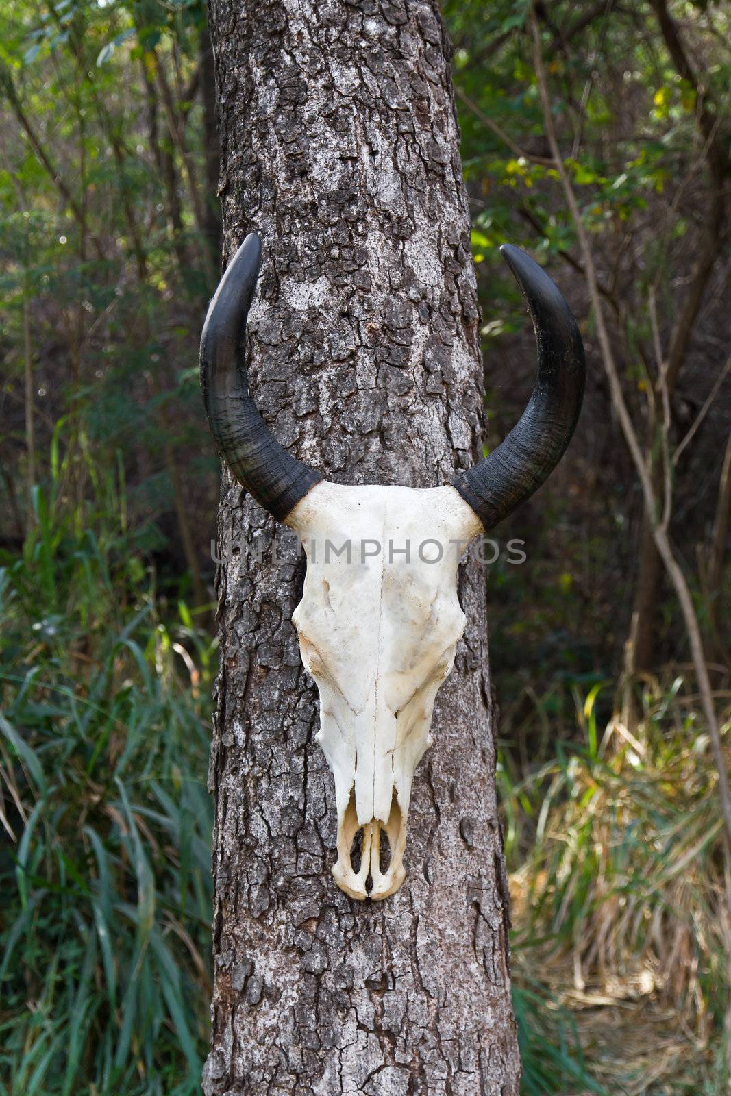 Skull buffalo hang on tree in forest