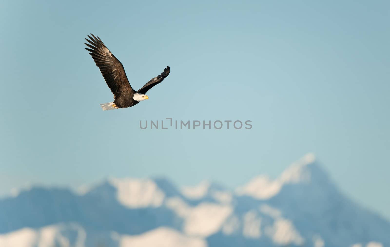 Flying eagle ( Haliaeetus leucocephalus washingtoniensis  )over snow-covered mountains. Winter Alaska. USA