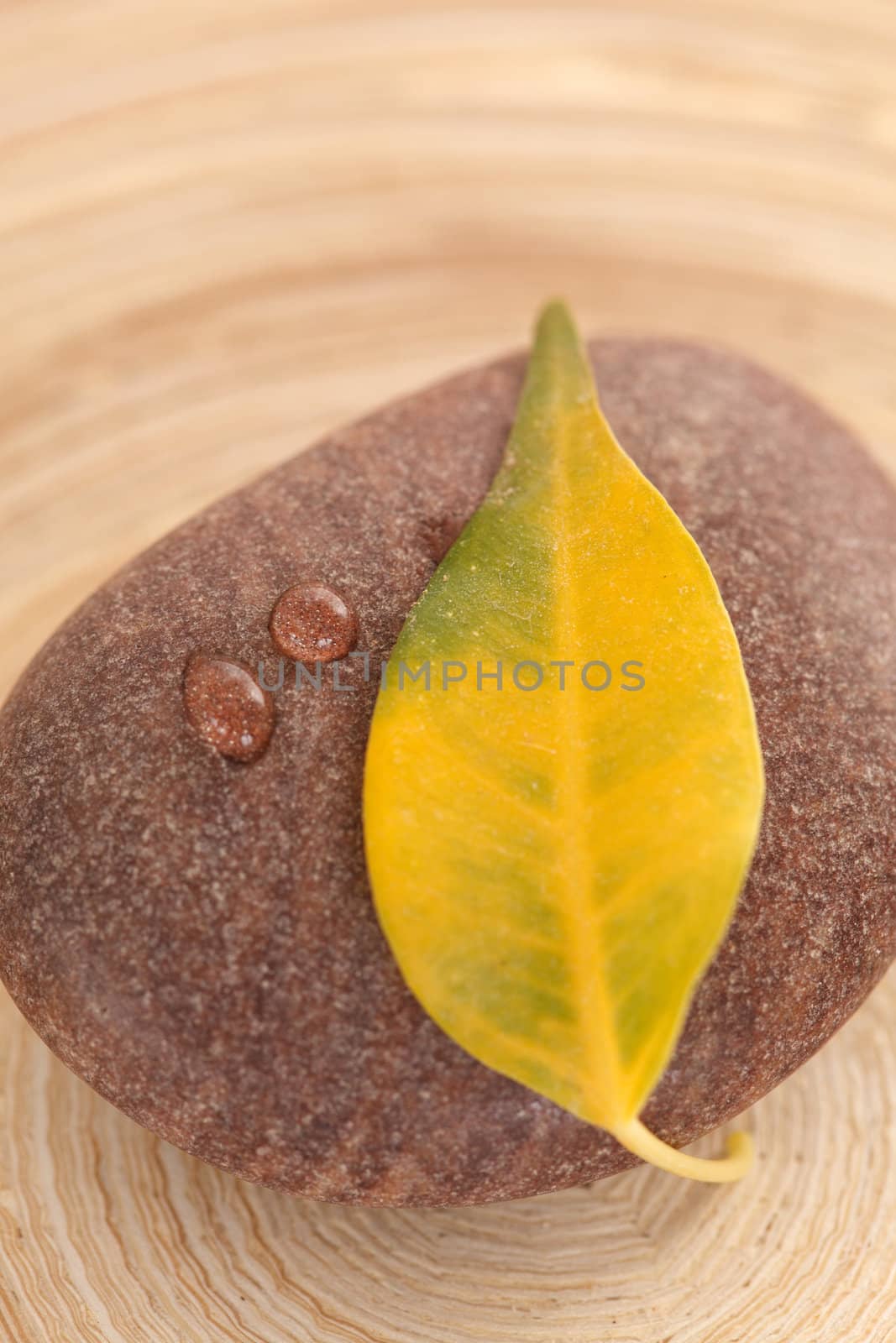 yellow leaf on the stone